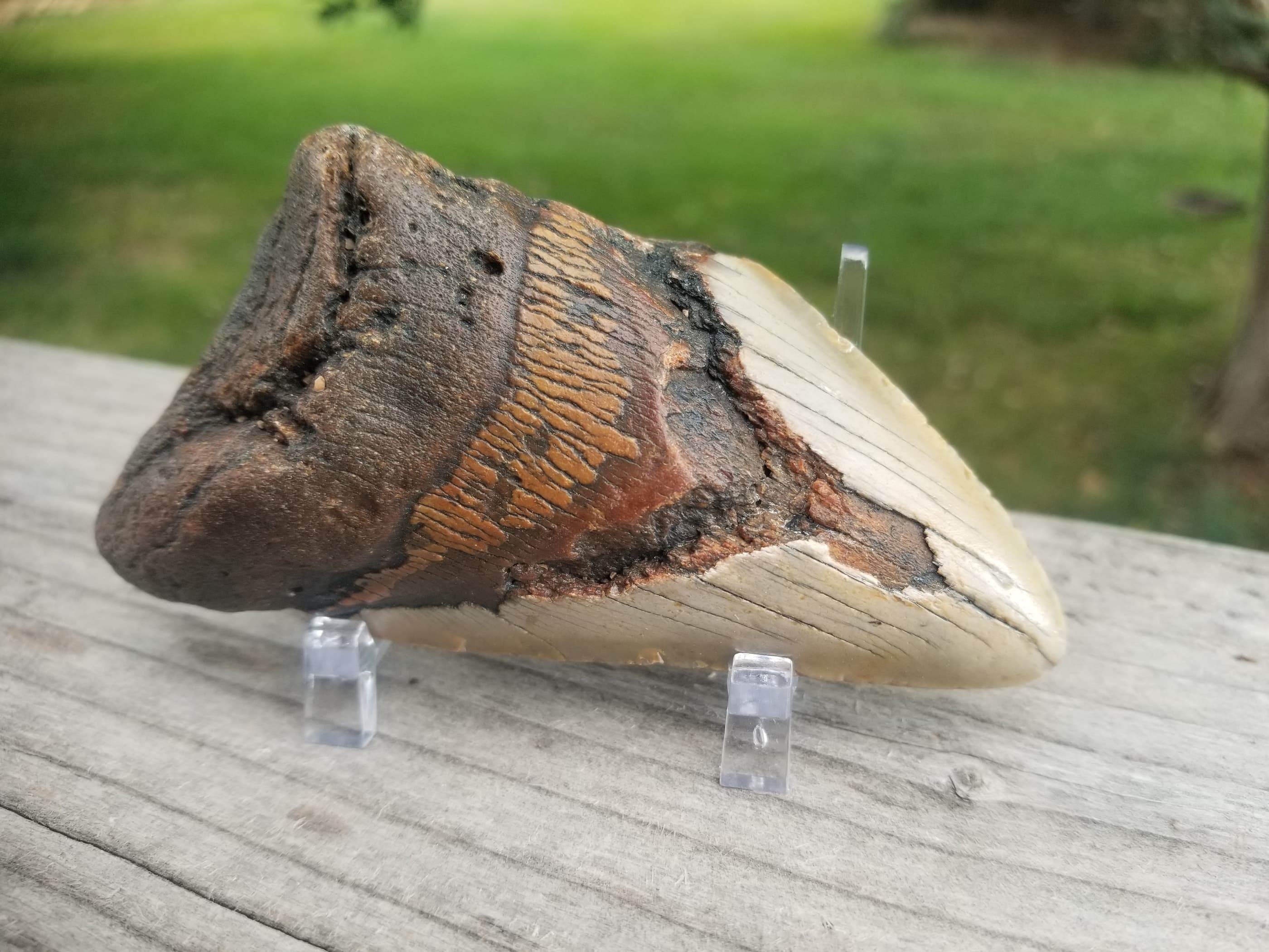 Beautiful 3" Megalodon Tooth Fossil Natural East Coast U.S.