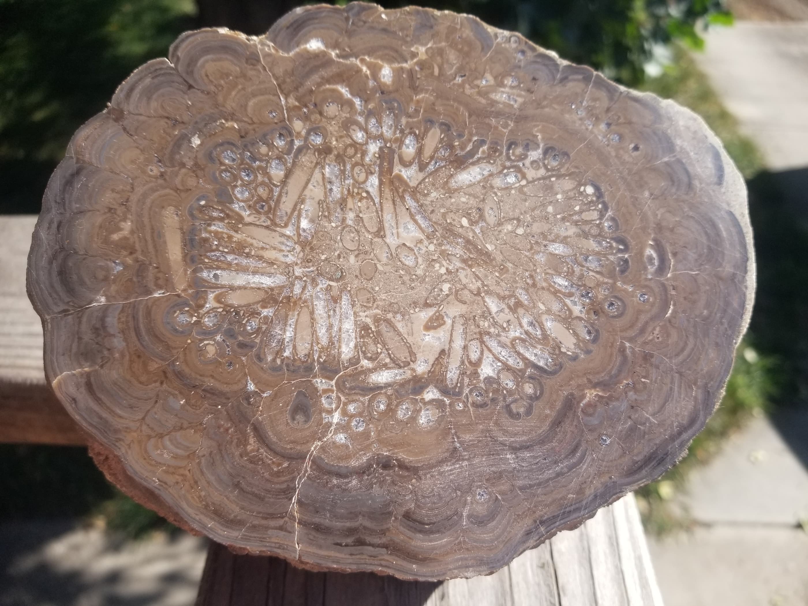 Rare Unique Polished Oklahoma Stromatolite Half Nodule w/Mayfly Bore Holes 8.5+Lb 6x5"