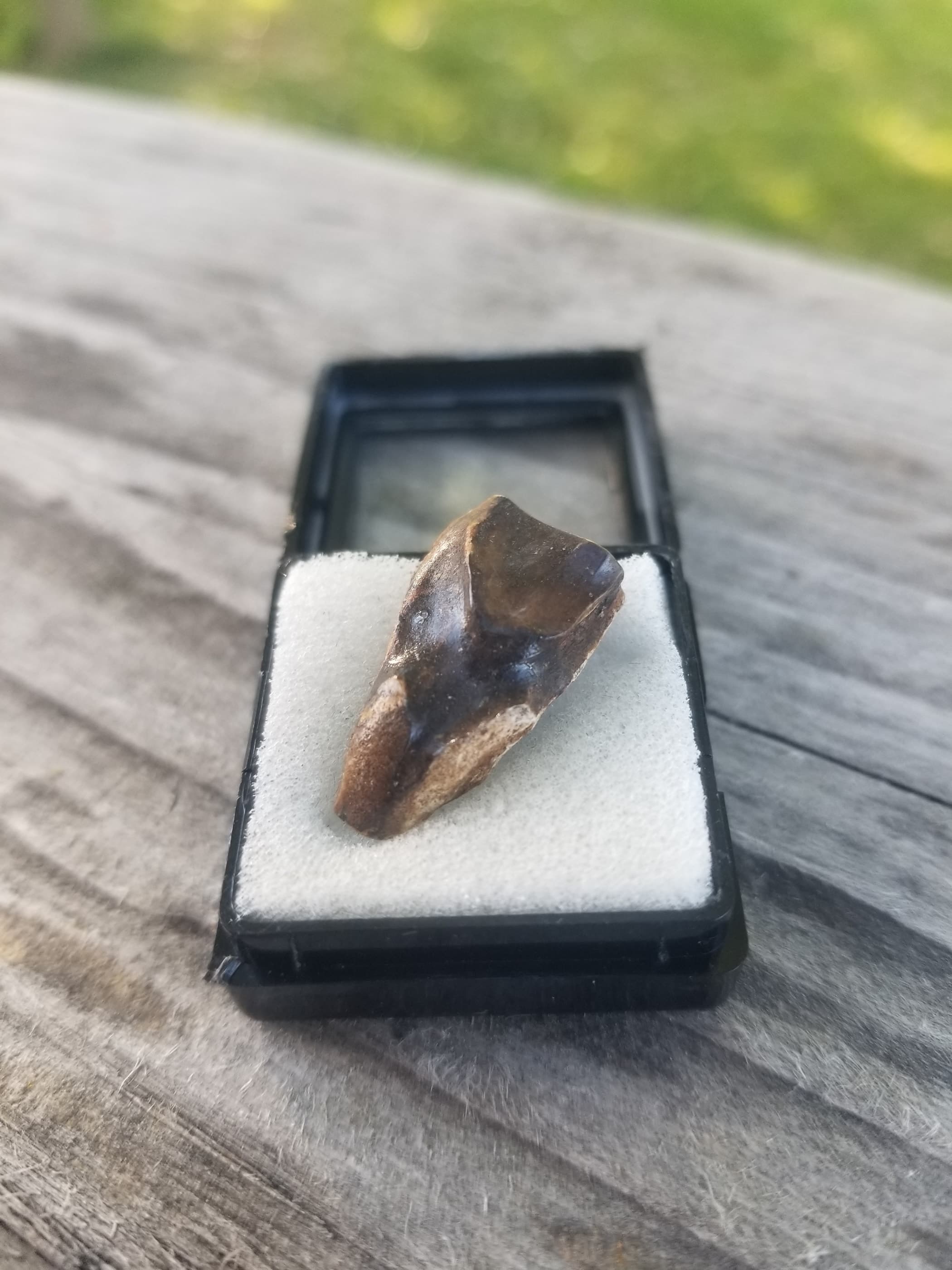 Large Triceratops Tooth Fossil Specimen Hell Creek, MT