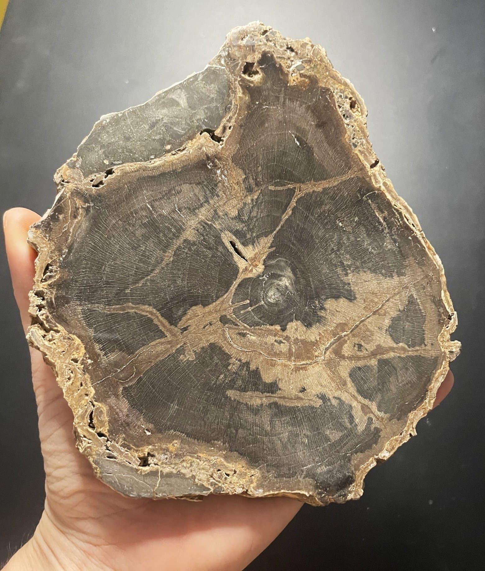 Nice Polished Sweet Home Oregon Petrified Wood 6" Round 25-31 Million Years Old