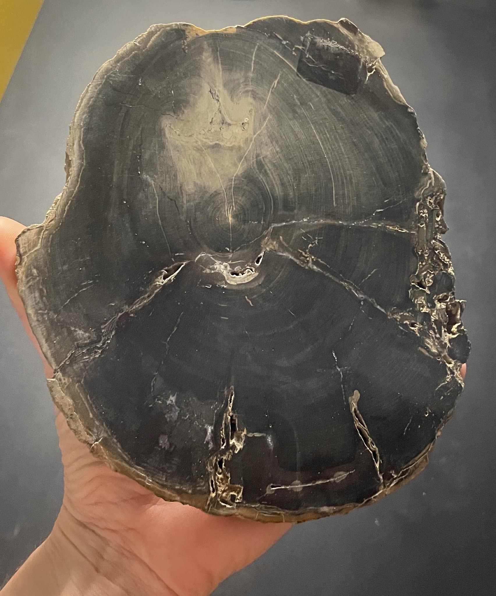Nice Polished Sweet Home Oregon Petrified Wood 5" Round 25-31 Million Years Old