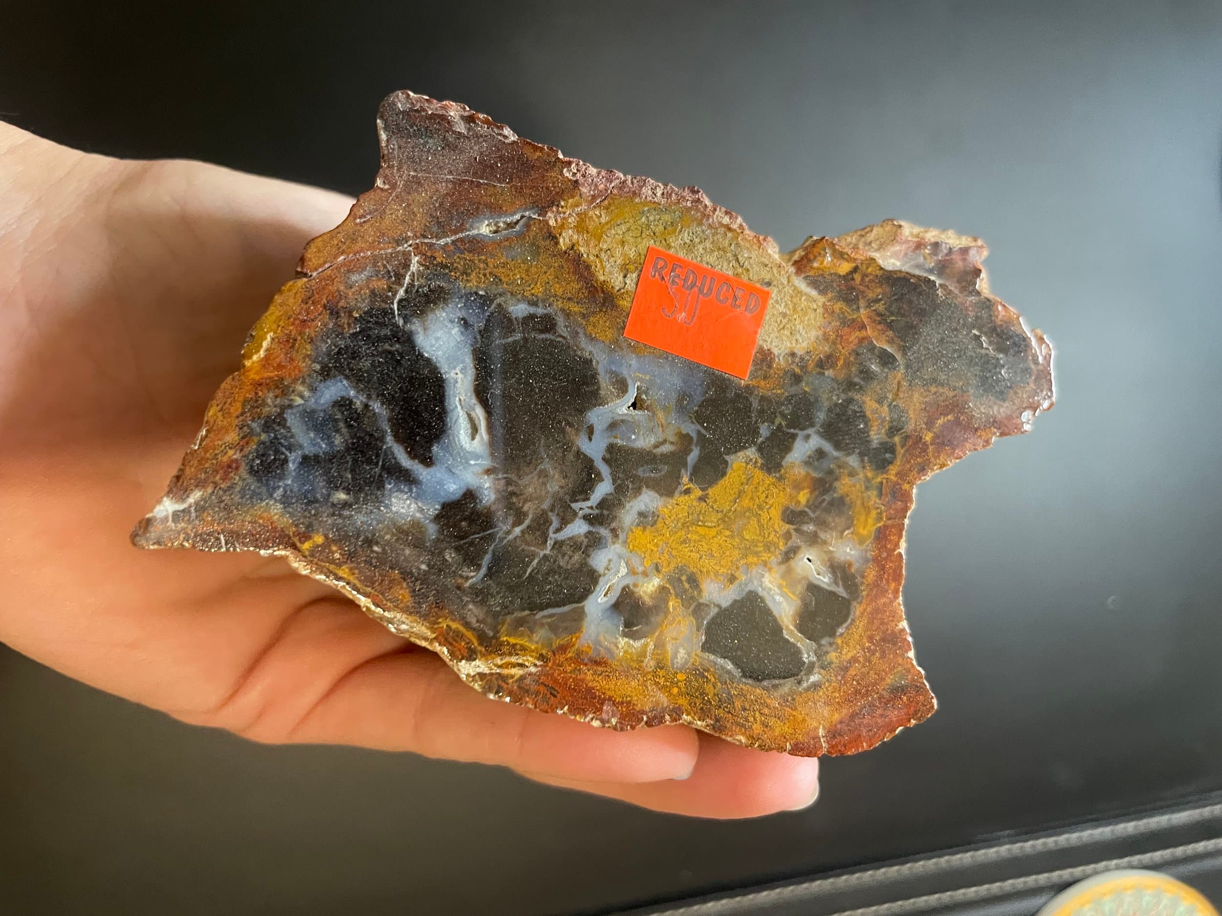 Nice Polished Henry Mountains Petrified Wood Specimen - Morrison Form, Southern UT