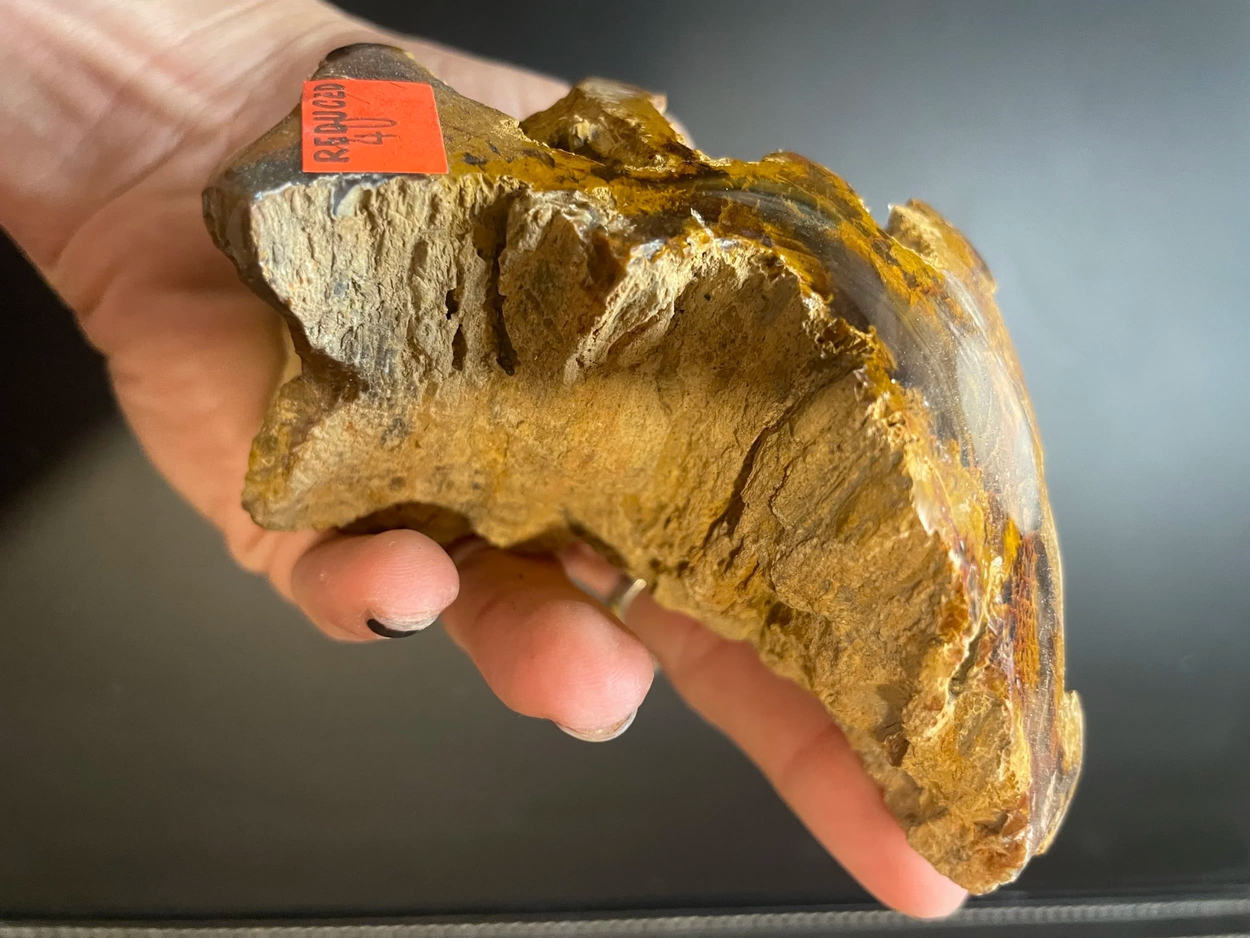 Nice Polished Henry Mountains Petrified Wood Specimen Live Edge- Jurassic, Southern UT