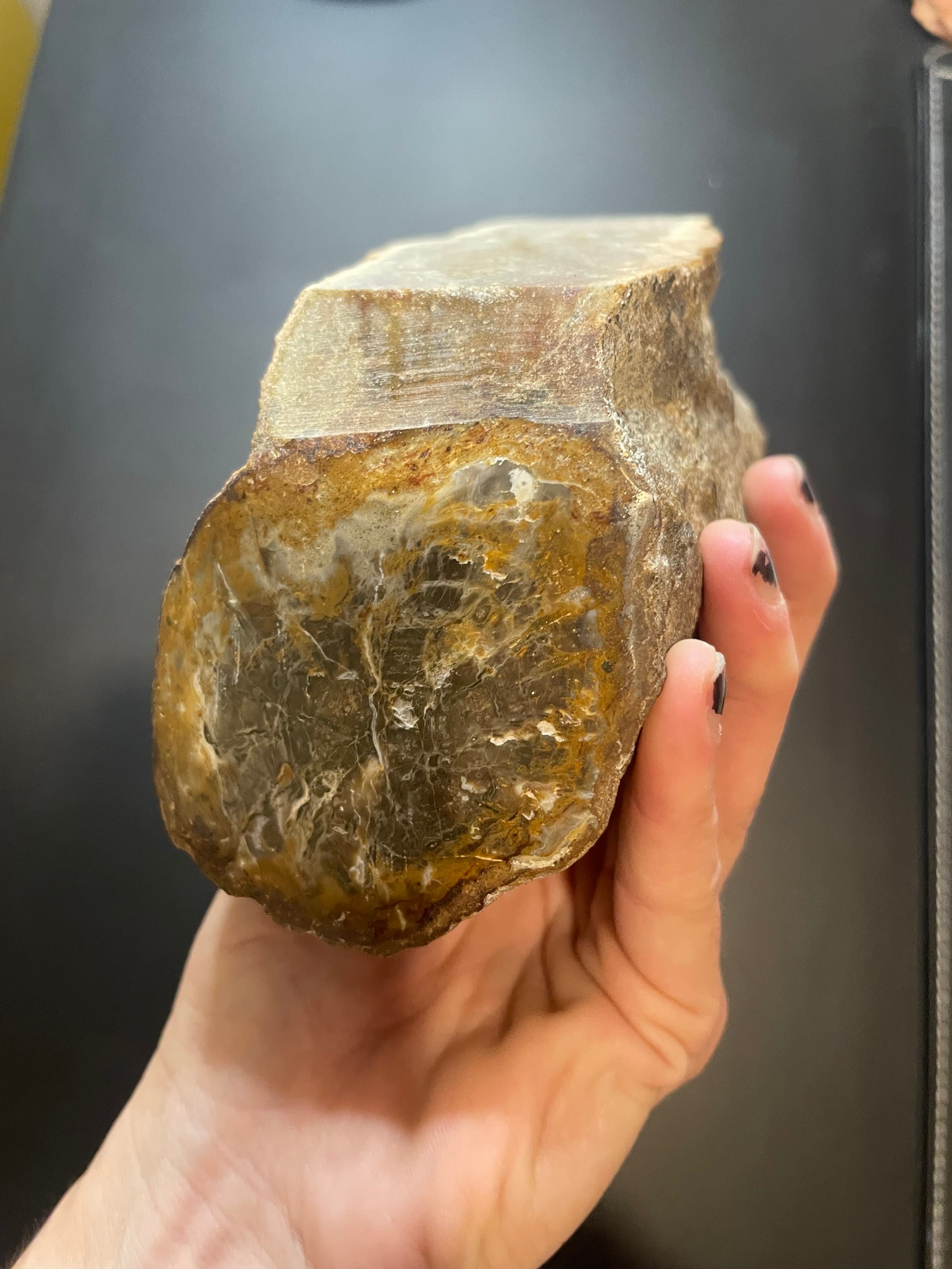 Nice Double End Polished Henry Mountains Petrified Wood Specimen - Jurassic, Southern Utah