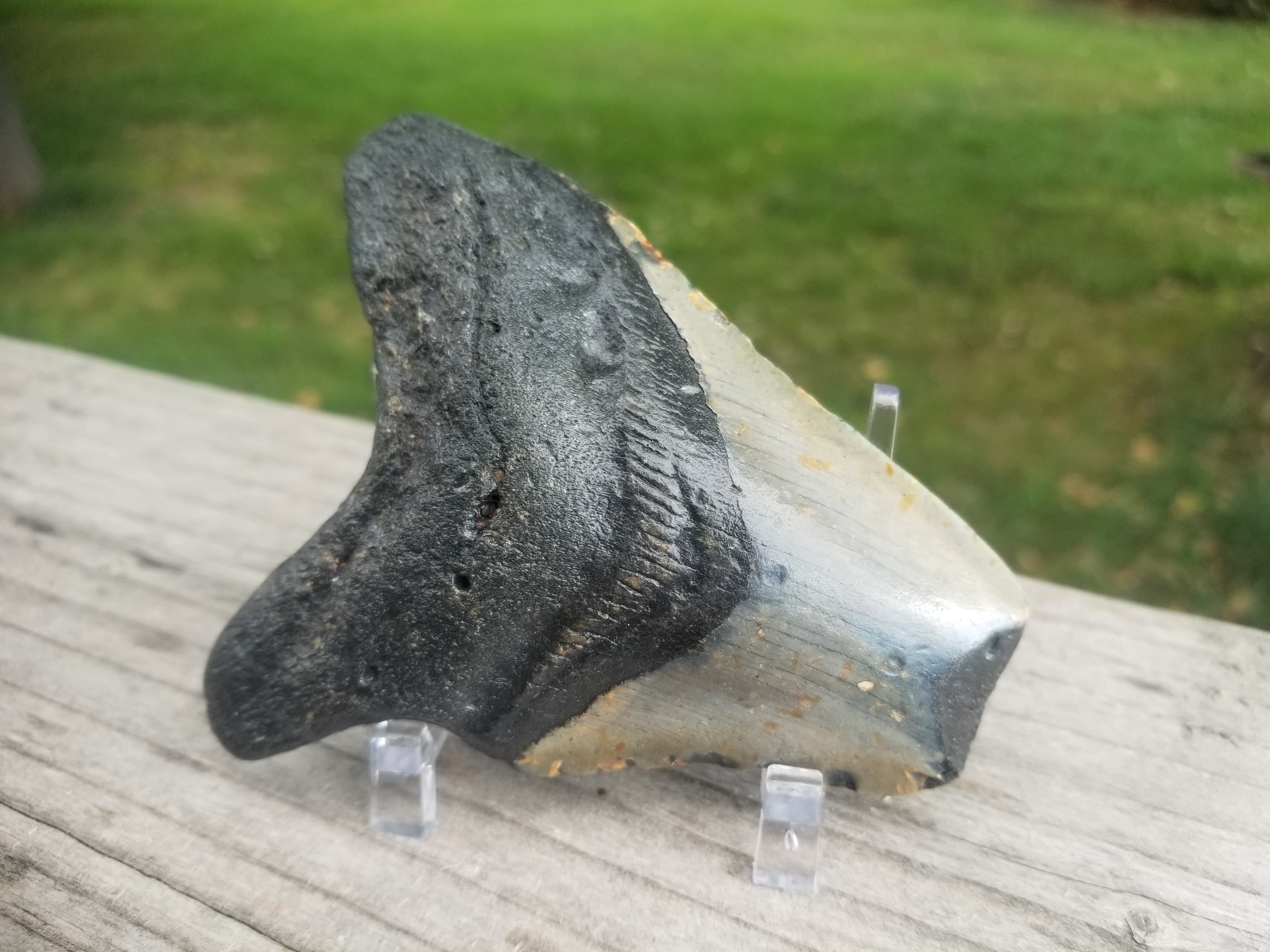 Beautiful 3.5" Megalodon Tooth Fossil Natural East Coast U.S.