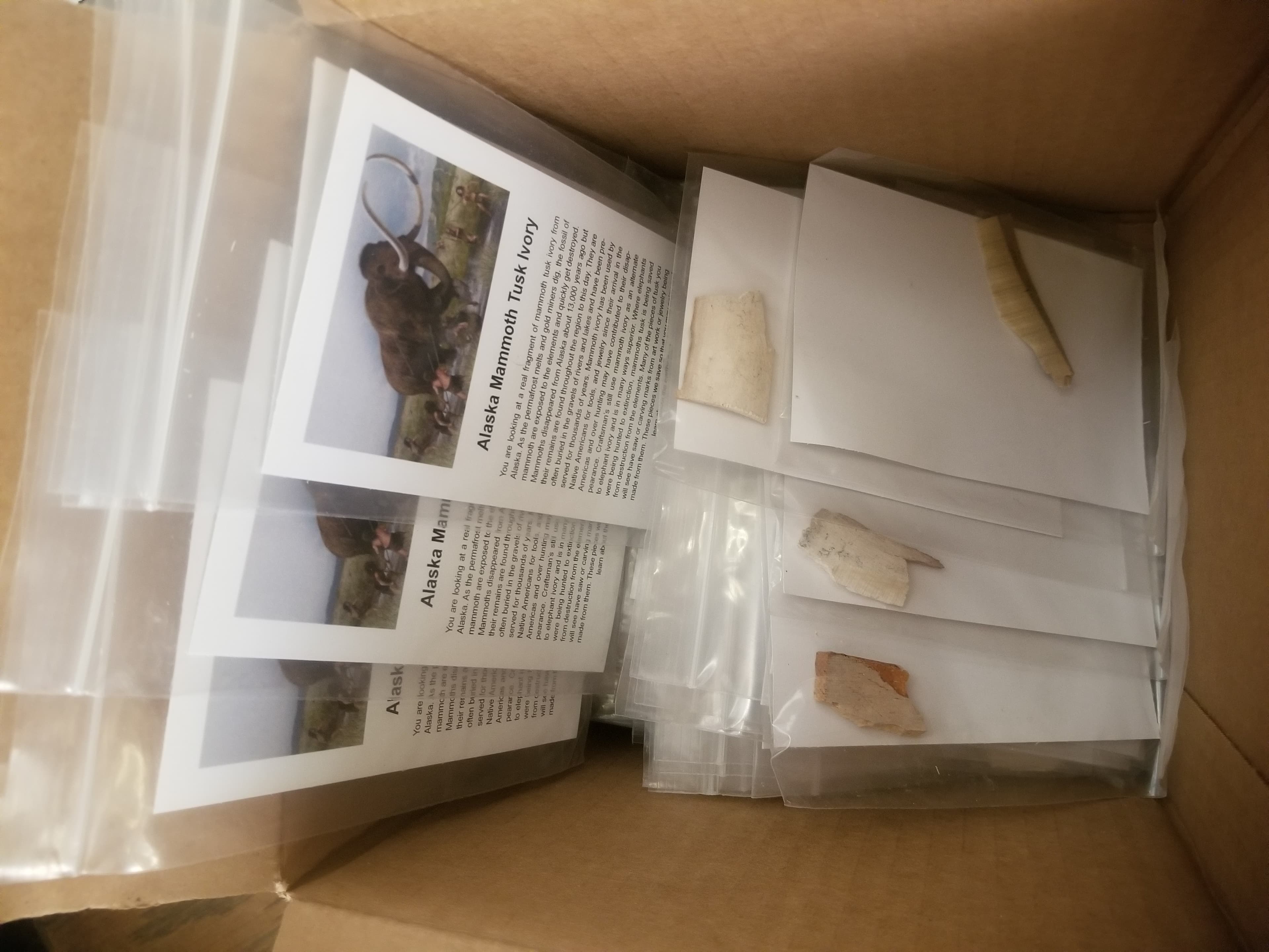 Wholesale -Box of 100* Regular Alaskan Mammoth Mamut Tusk Specimen w/Educational card (Bagged)