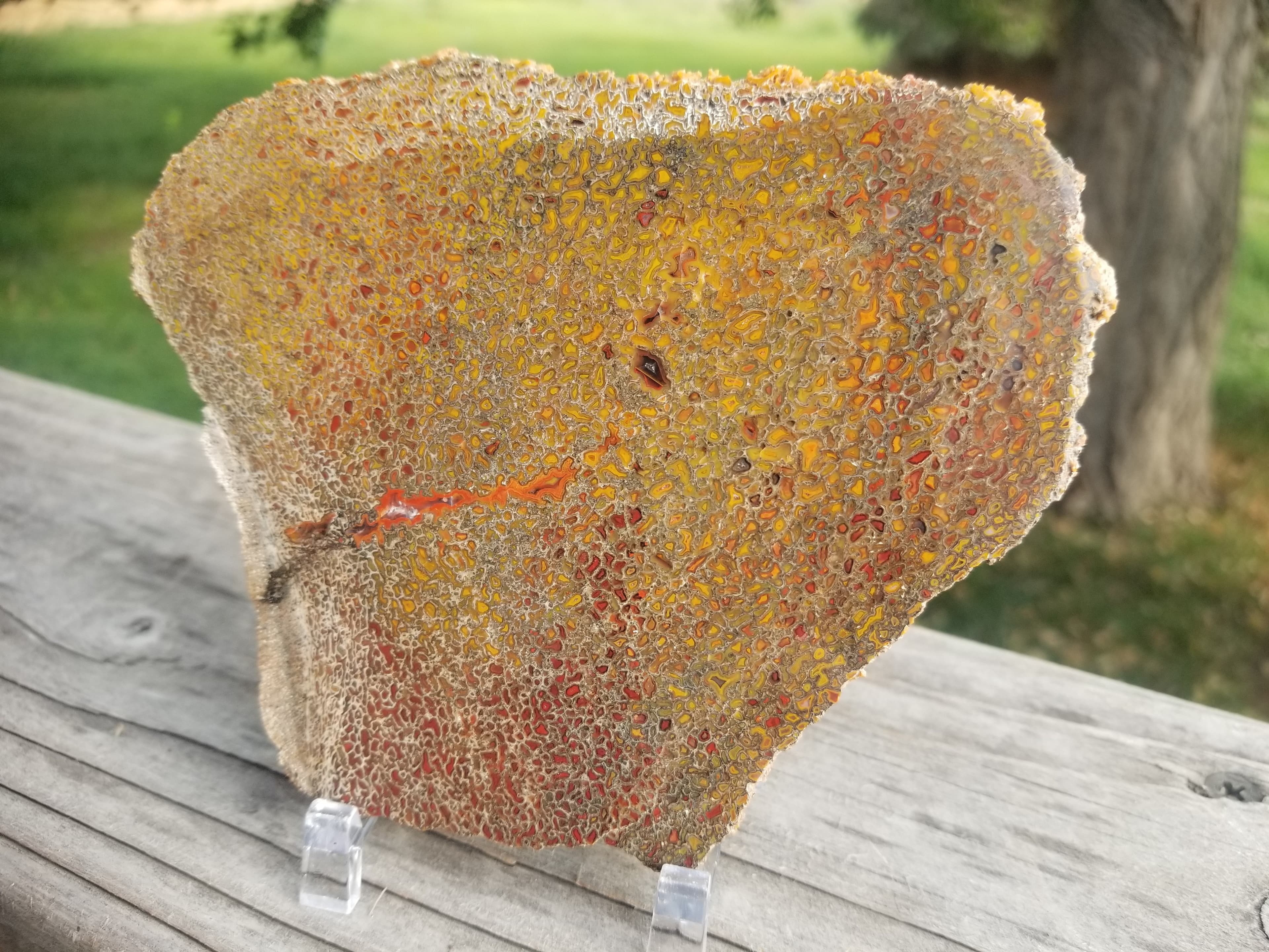 Amazing Unique Polished Large Cell Red/Yellow Agatized Jurassic Dinosaur Gem Bone Slab 139g