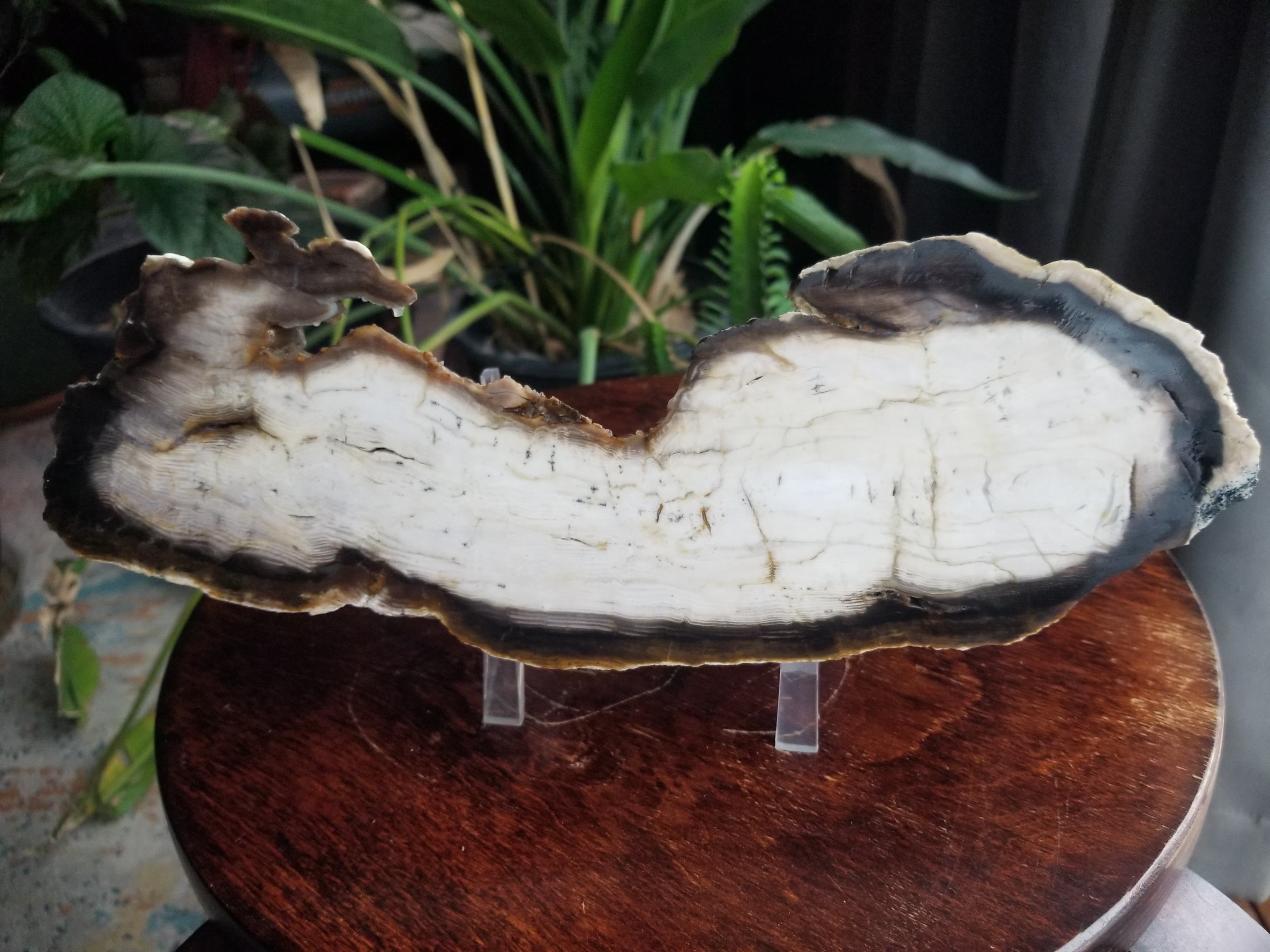 Beautiful 11+" Washington Cypress Unpolished Petrified Wood Round Endcut Display