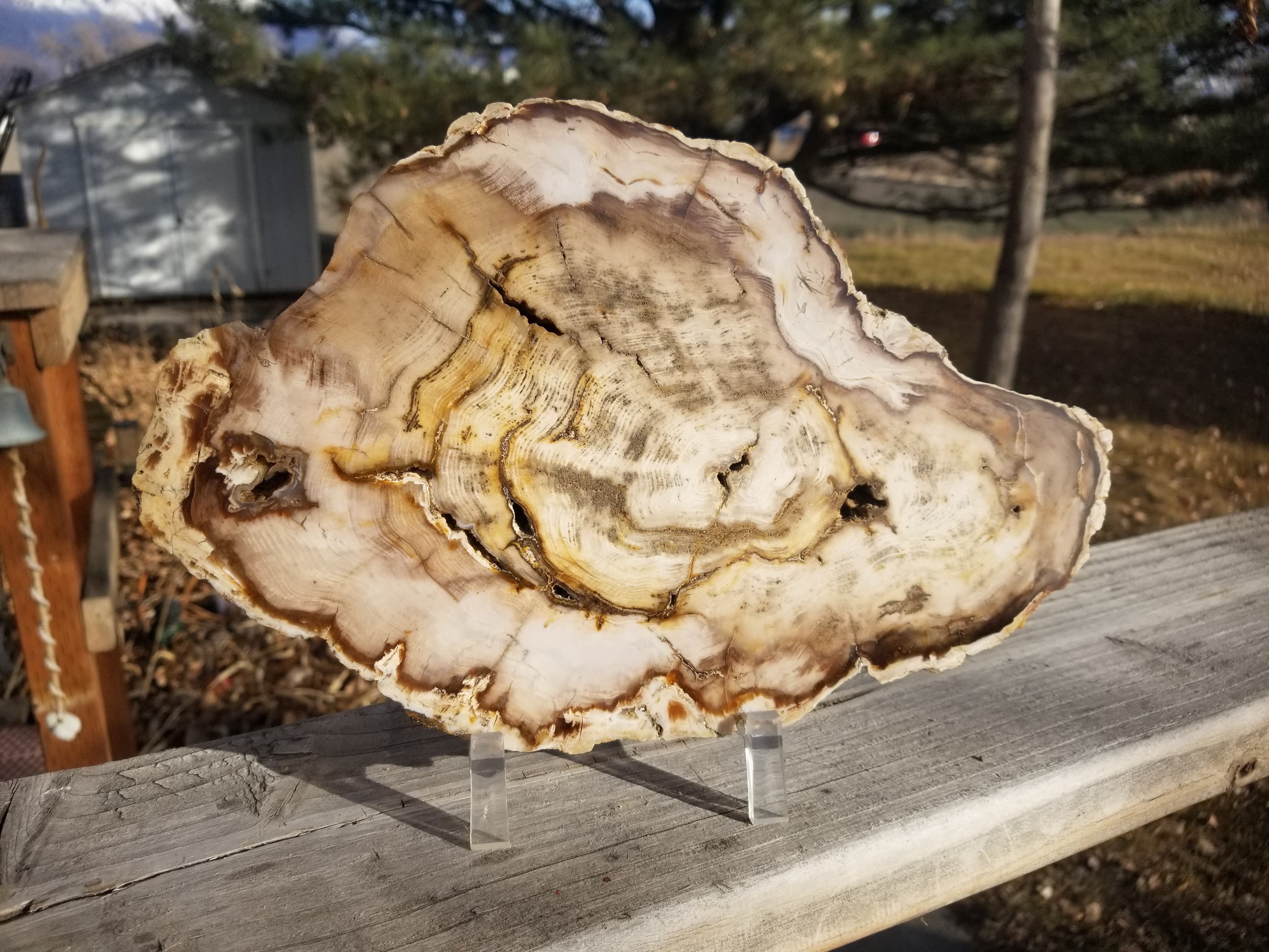 Beautiful 11+" Washington Cypress Polished Petrified Wood Round Slab Specimen