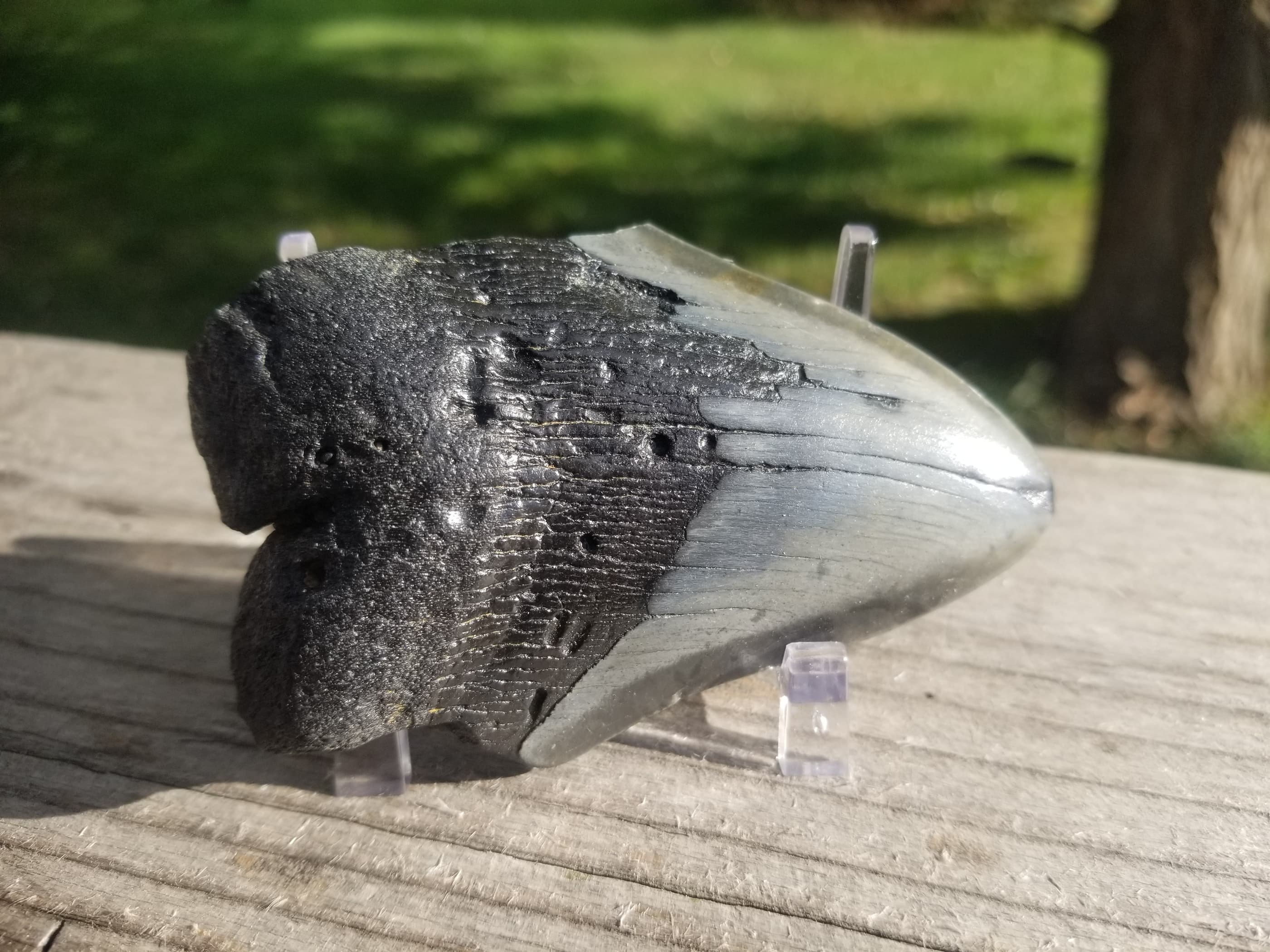 Beautiful 3" Megalodon Tooth Fossil Natural East Coast U.S.