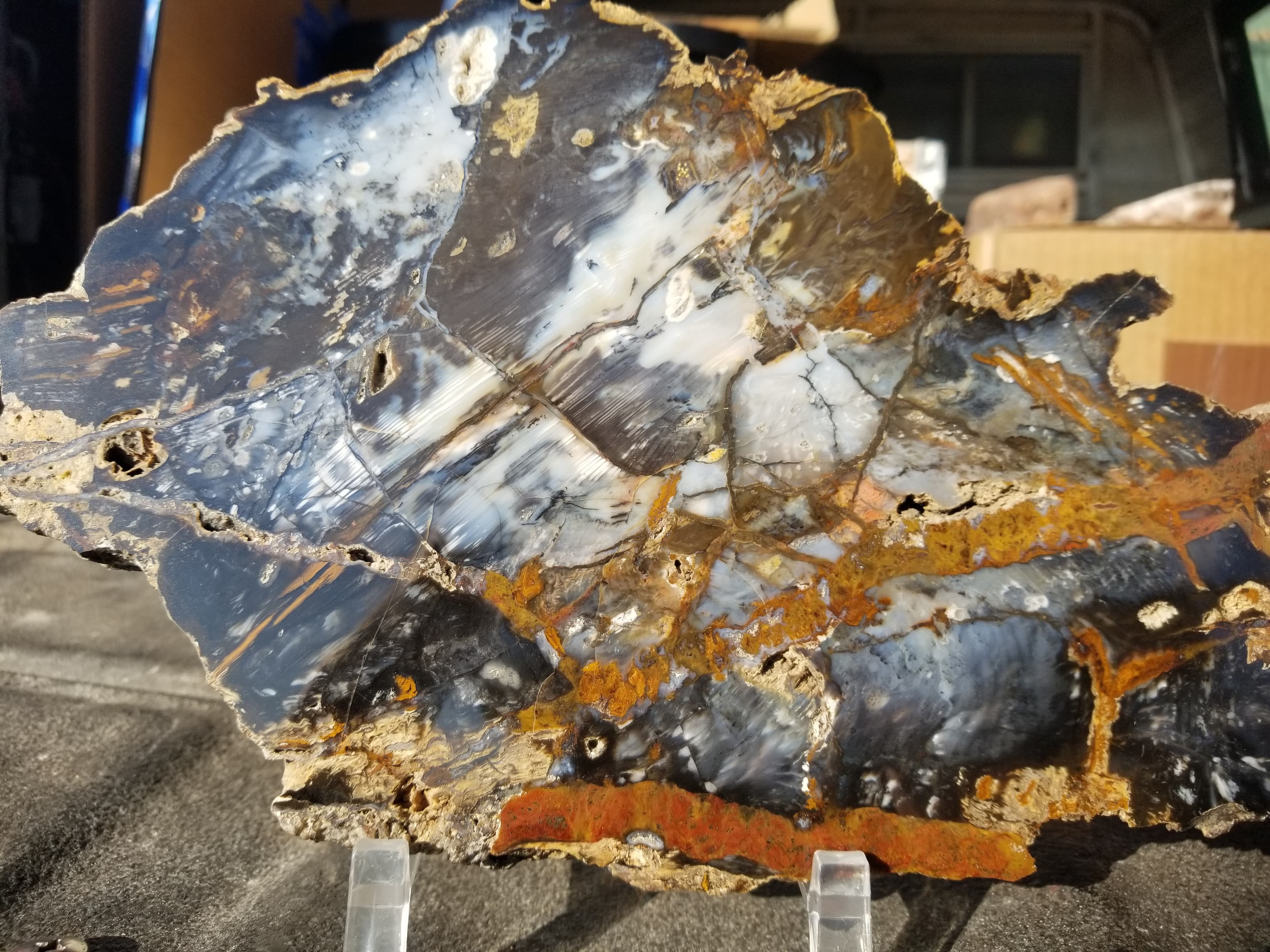 Beautiful Large Hubbard Basin Polished Petrified Wood Round Display Miocene NV 10x7"