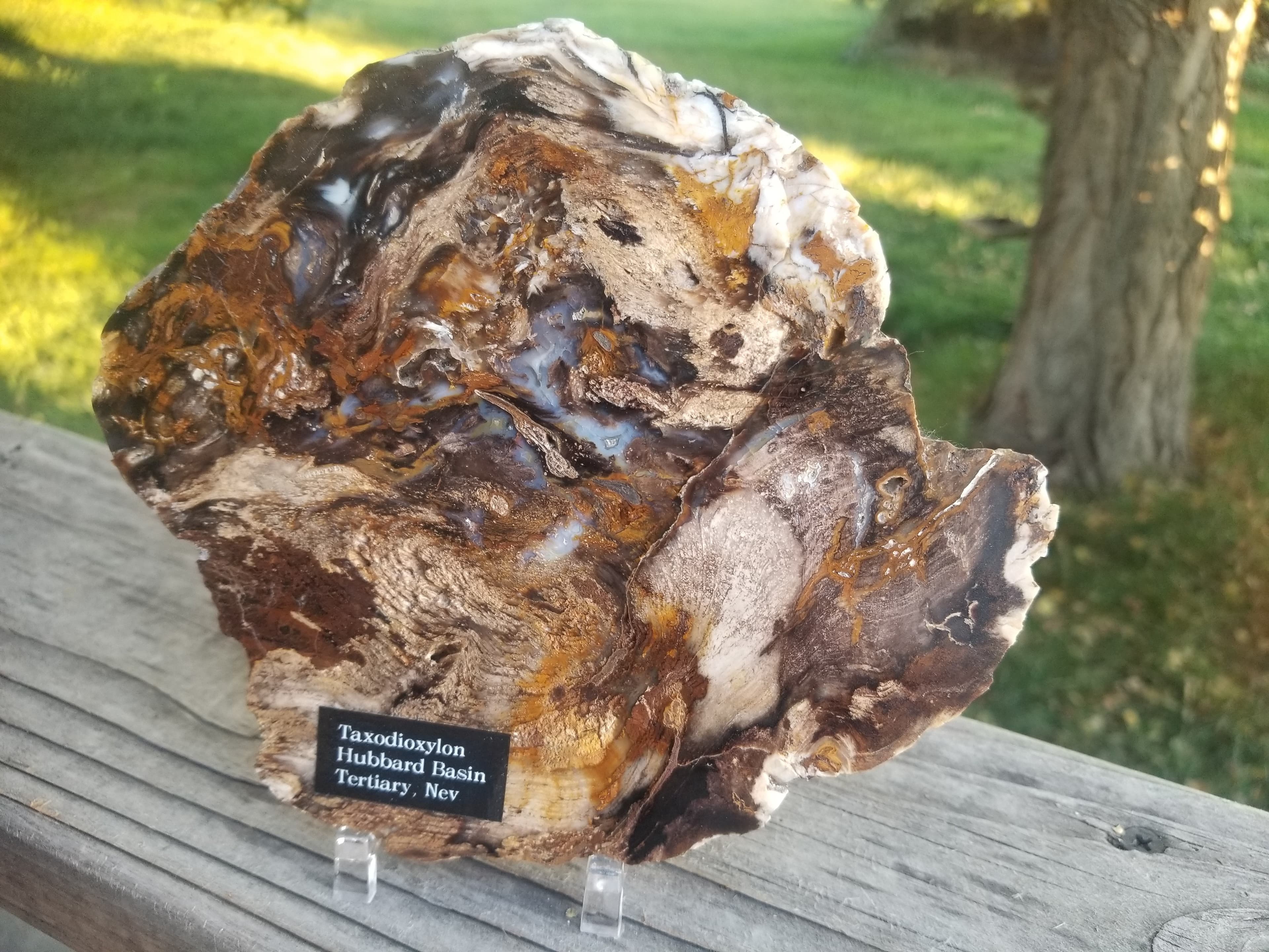 Beautiful 6" Round Hubbard Basin Polished Petrified Wood Display Miocene NV