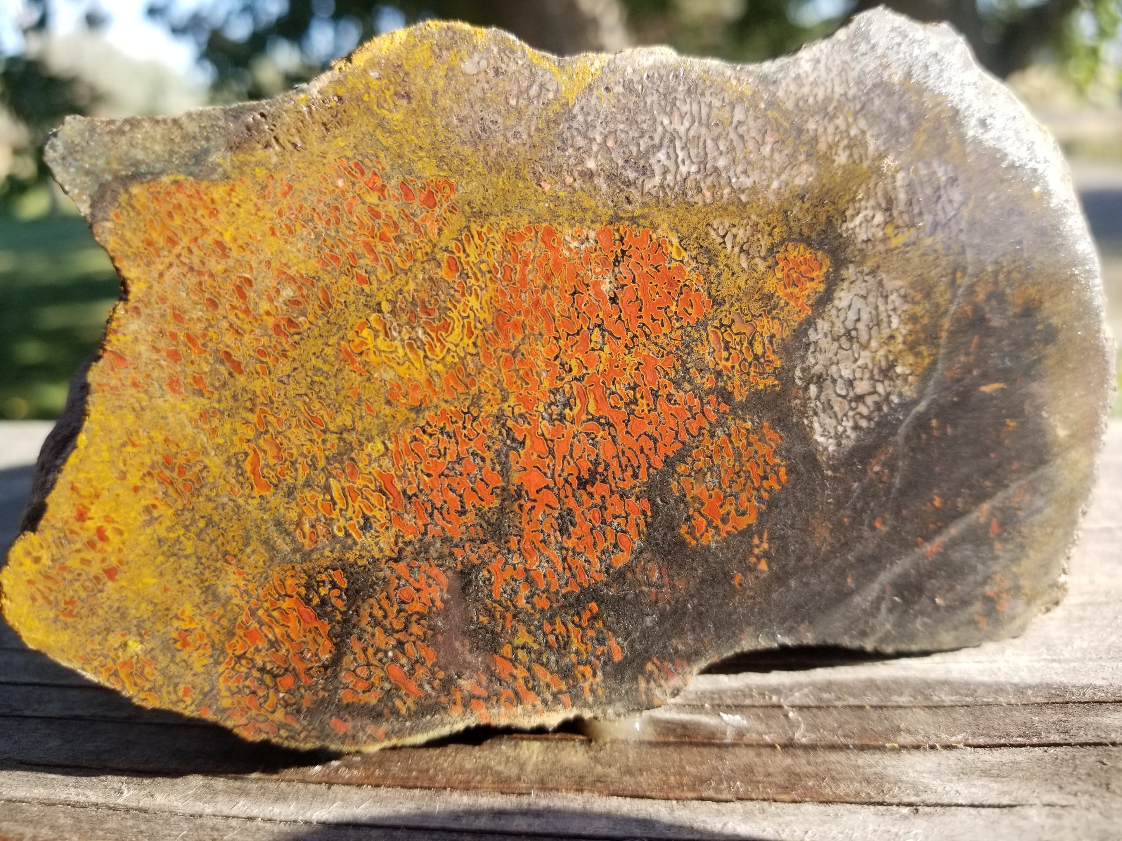 Beautiful Agatized Dinosaur Gem Bone Multicolor Natural Specimen Rough/Unpolished 1114g