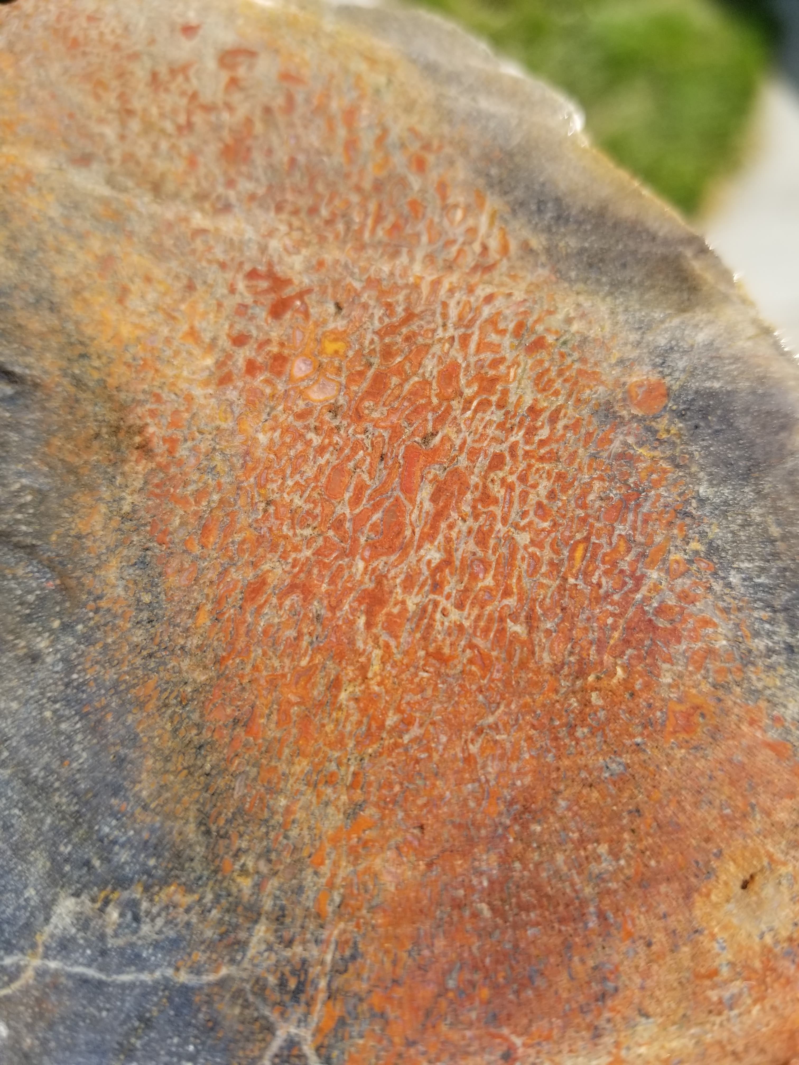 Beautiful Large Agatized Dinosaur Gem Bone Multicolor Natural Specimen Rough/Unpolished 14Lb