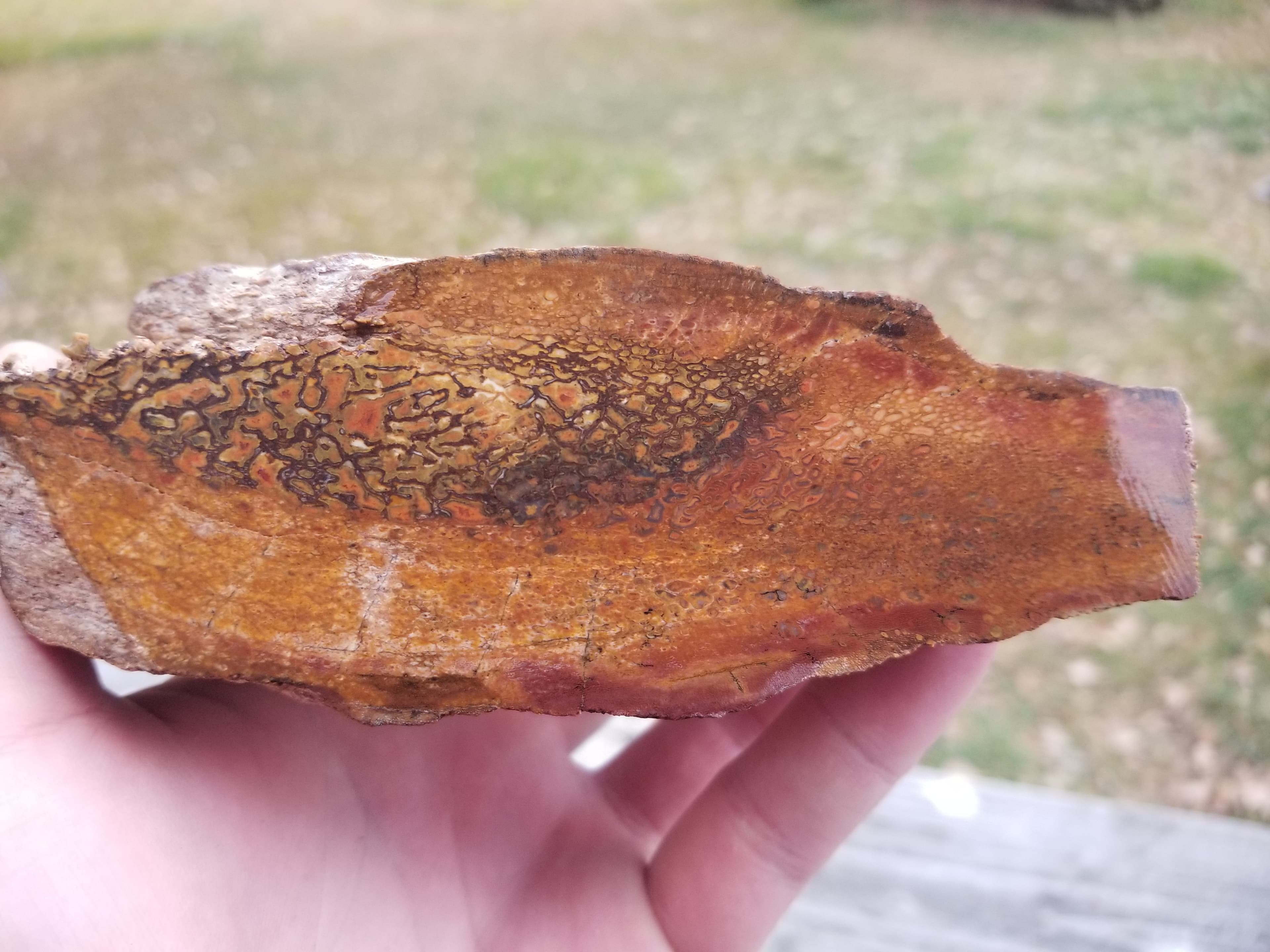 Beautiful Agatized Dinosaur Gem Bone Multicolor Natural Specimen Rough/Unpolished 584g