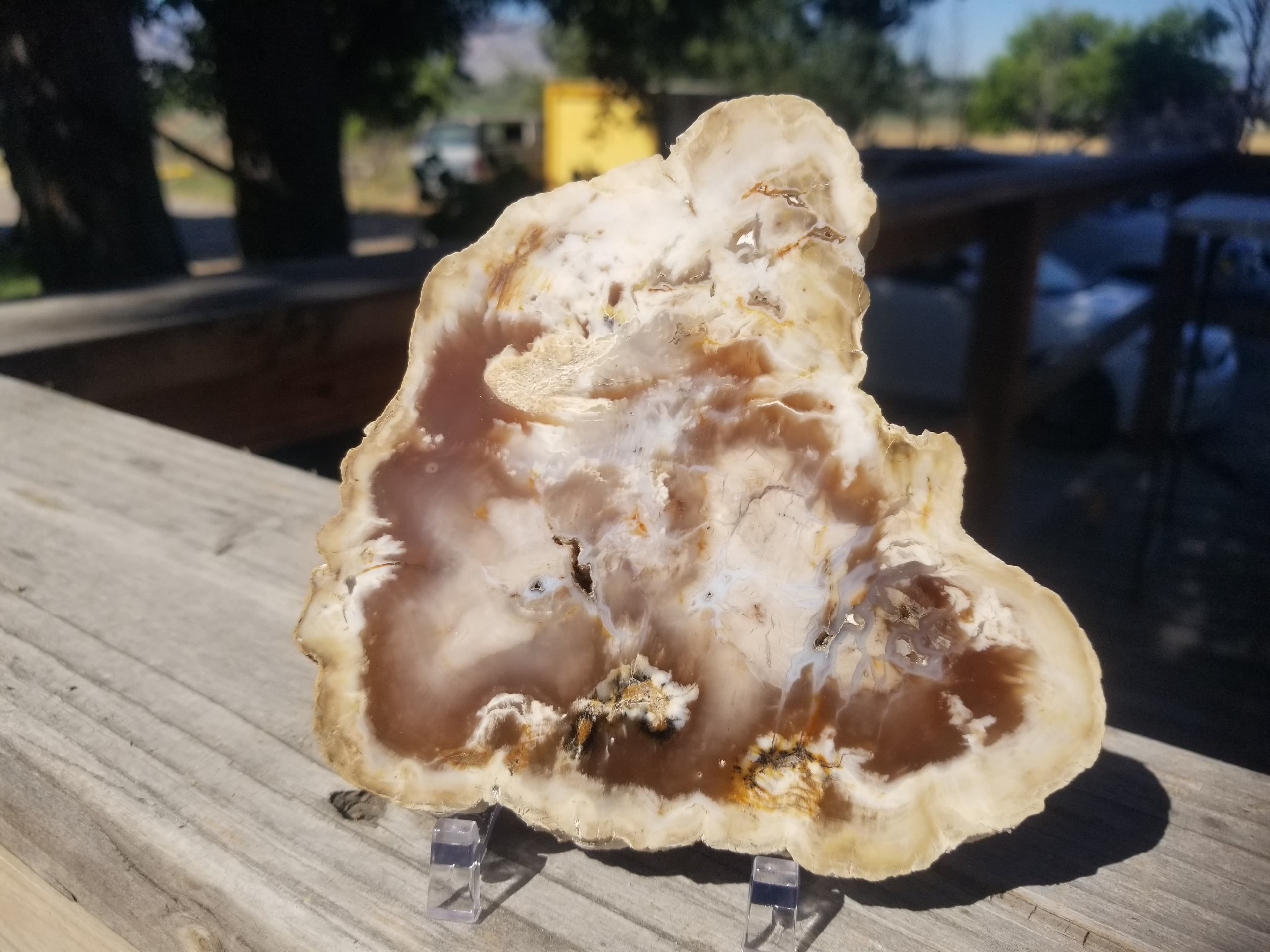 Beautiful Polished Bald Cypress Petrified Wood 4+" Round Slab Washington Felt Backer Look