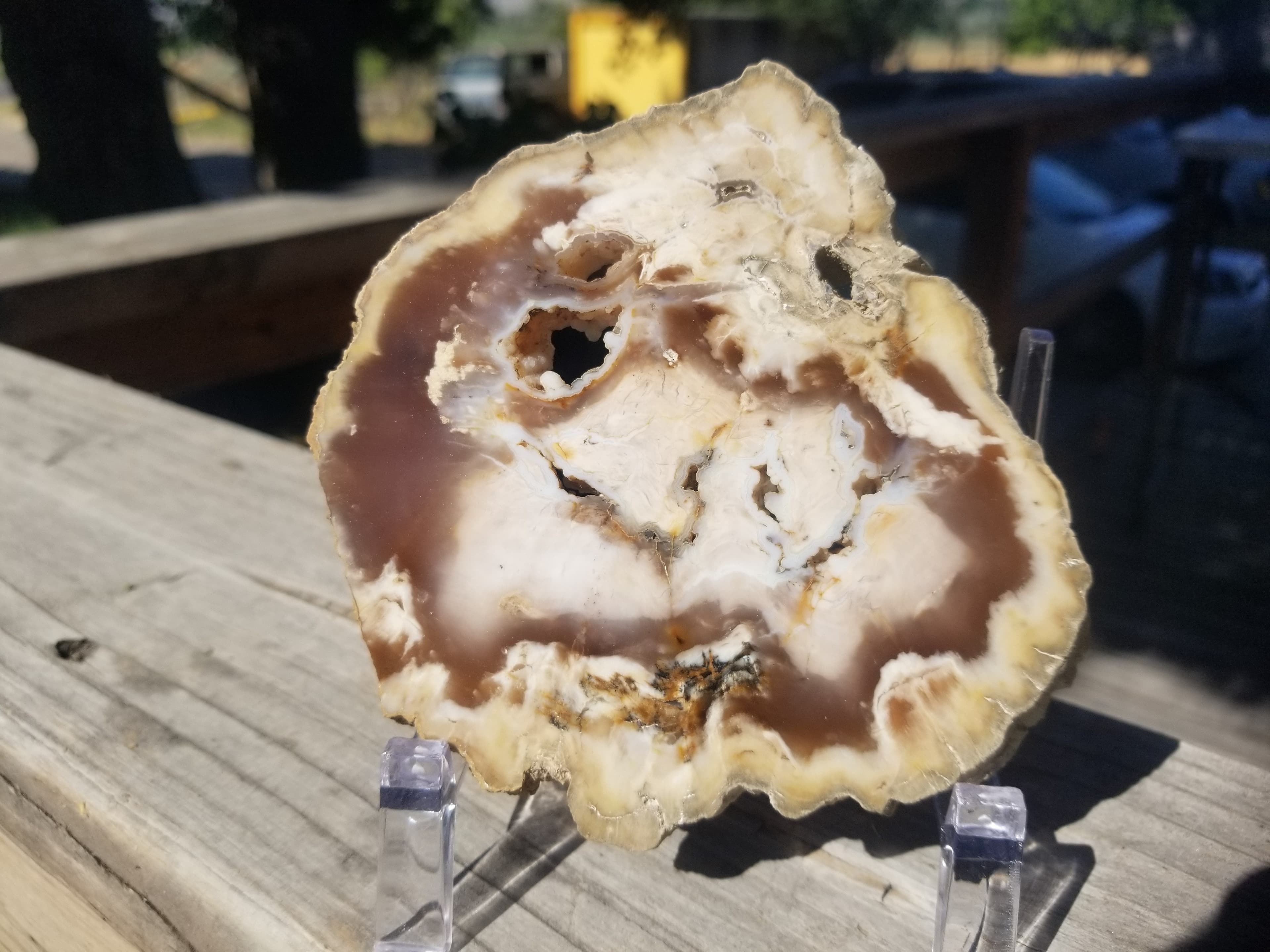 Beautiful Polished Bald Cypress Petrified Wood 4.5" Round Slab Washington Felt Backer Look