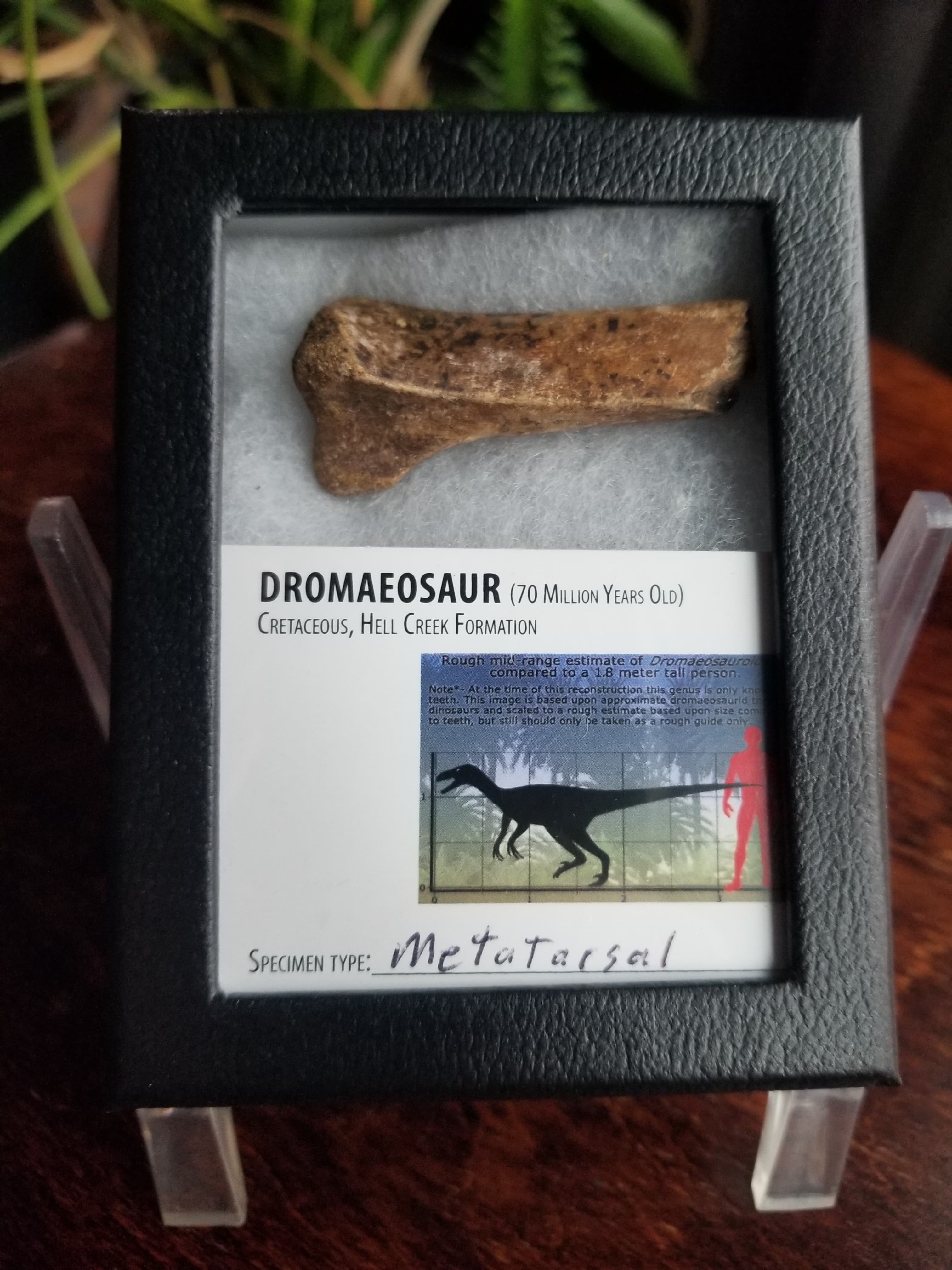 Beautiful Dromaeosaurus Raptor Metatarsal Section Fossil Specimen Hollow Bone Cretaceous Hell Creek MT