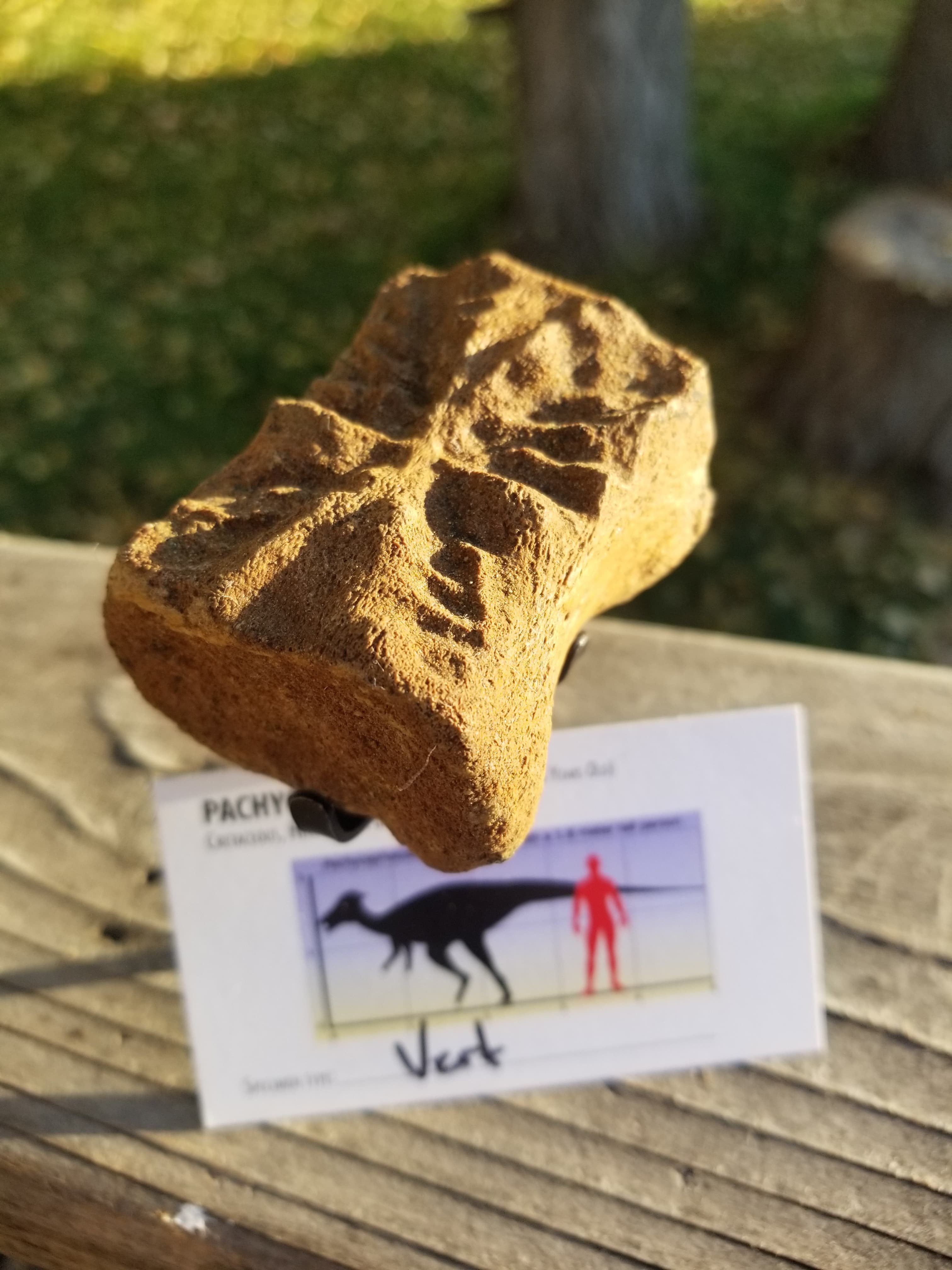 Beautiful Pachycephalosaurus "Hard Head" Vertebra Fossil Specimen Cretaceous Hell Creek MT