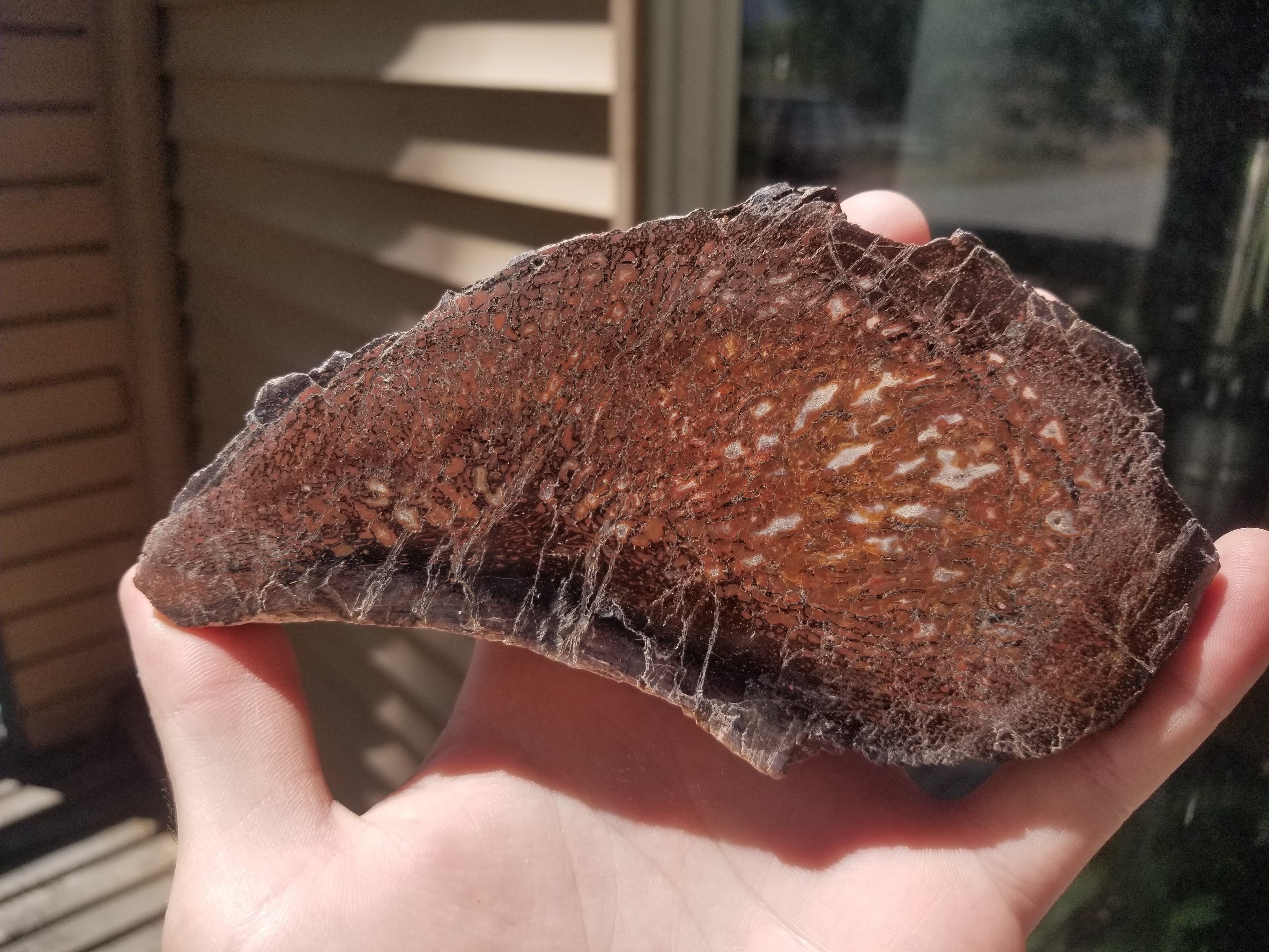 Beautiful Polished Gem Bone Specimen Old Stock Morrison Large Cell 386g
