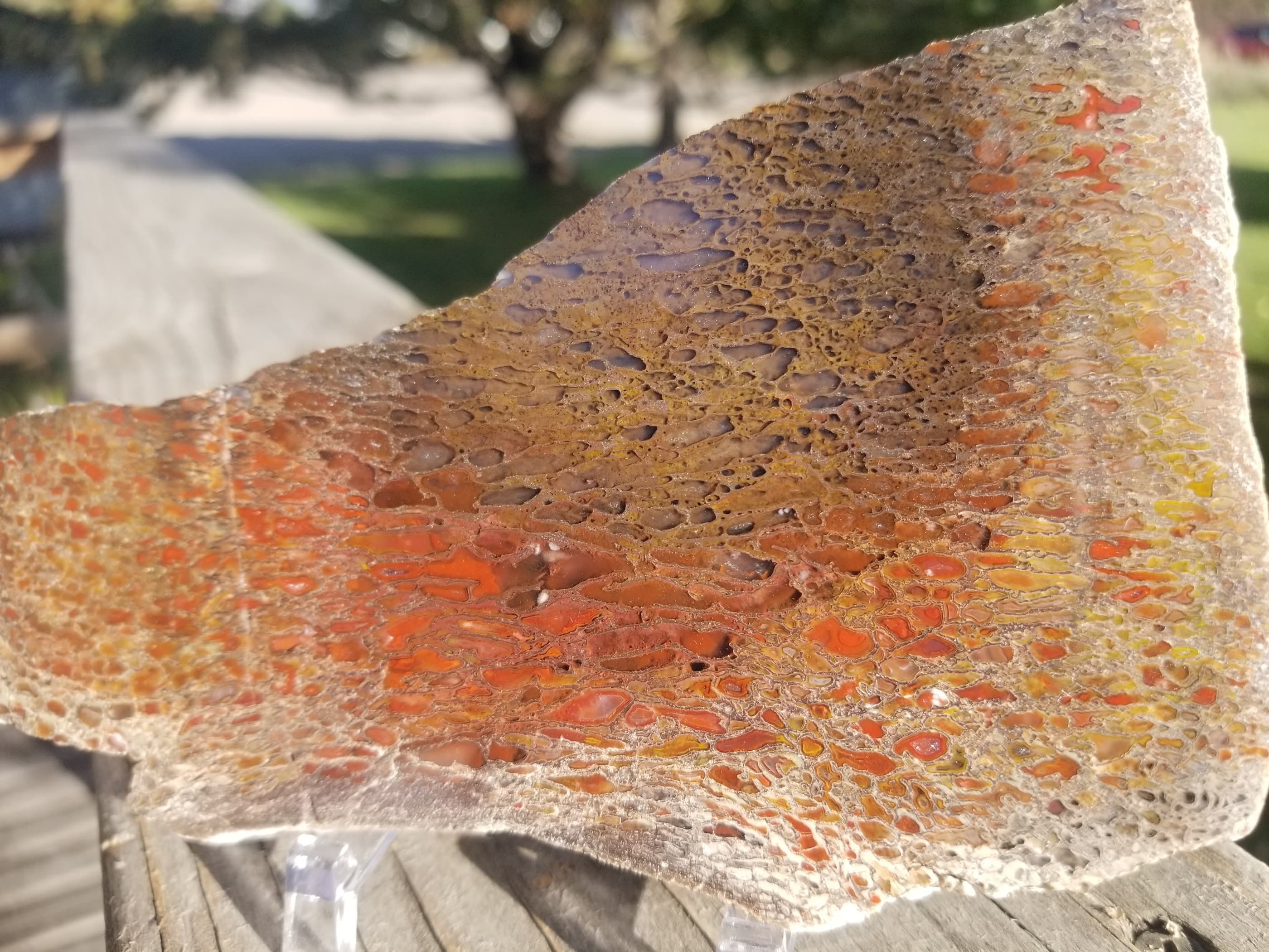 Glassy Multicolor Polished Agatized Dinosaur Gem Bone Slab 175g Large Cell Jurassic Morrison, CO
