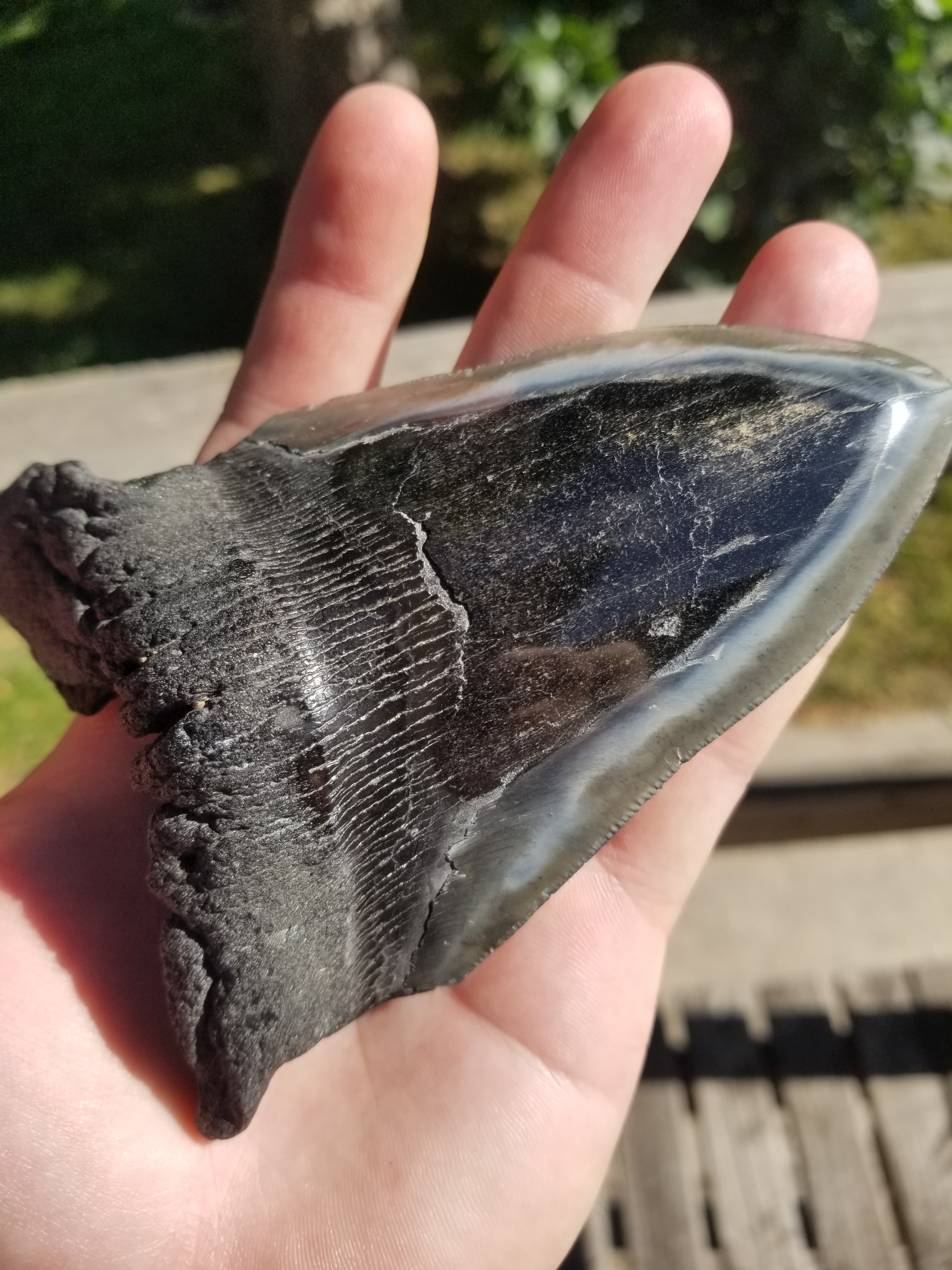 Beautiful Large 5" Megalodon Tooth Fossil Natural East Coast U.S. 230g