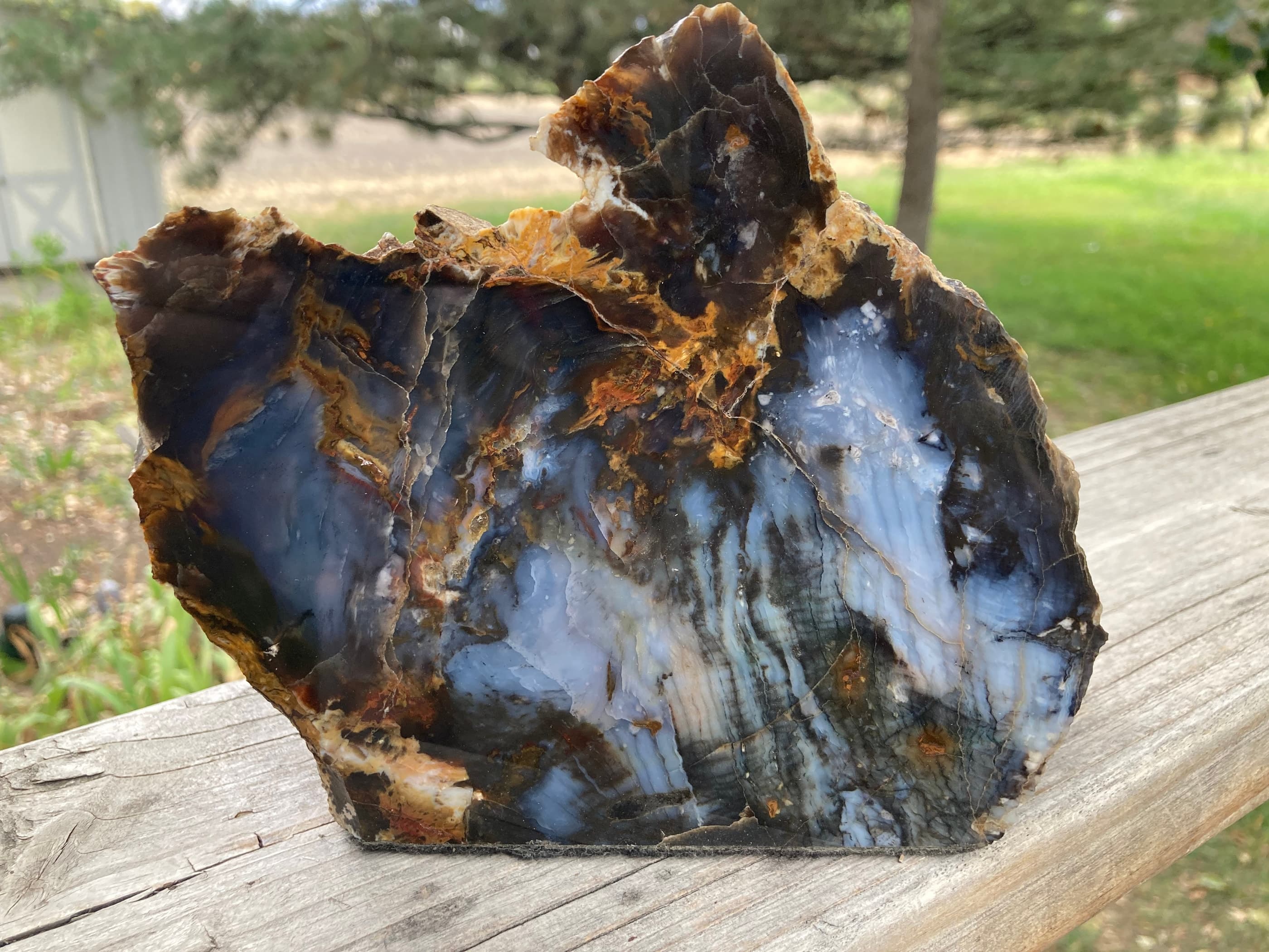 Beautiful Large Hubbard Basin Polished Petrified Wood Round End Miocene NV 6x5.5"