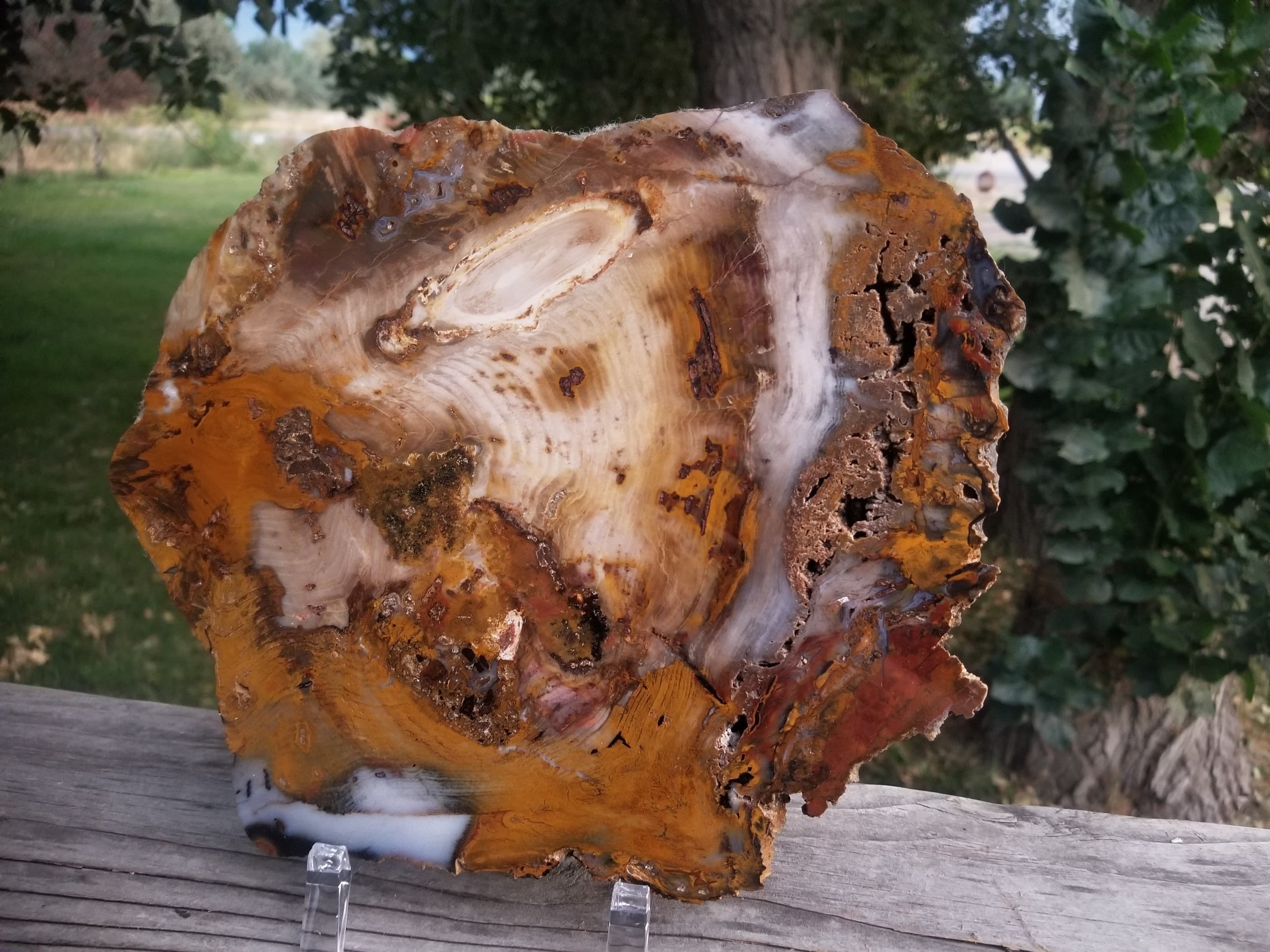 Beautiful Large Hubbard Basin Polished Petrified Wood Round Display Miocene NV 10x7"