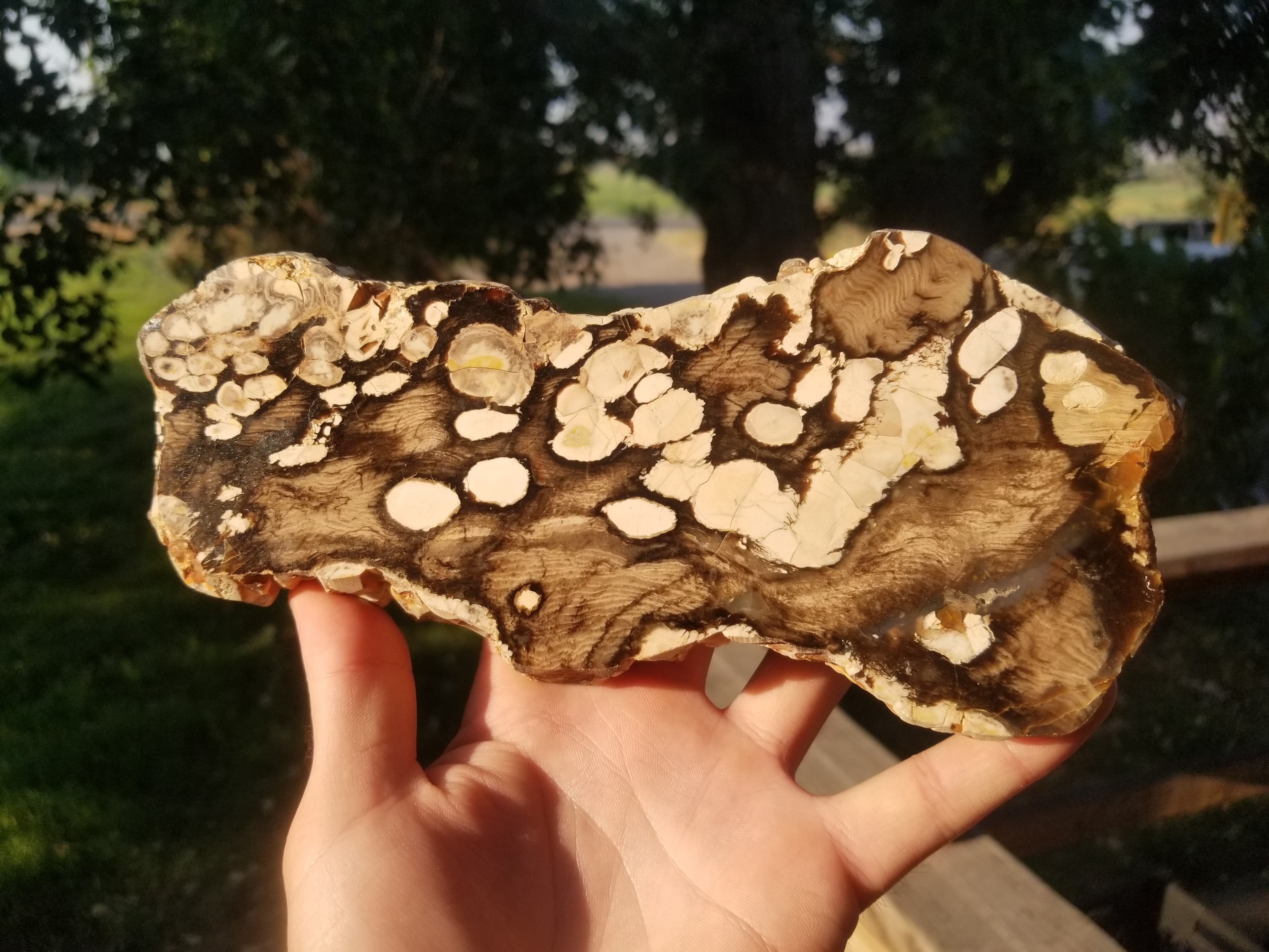 Beautiful Large Petrified Peanut Wood Thick Polished Slab 2Lb 8"x3.5" Shipworm Boreholes