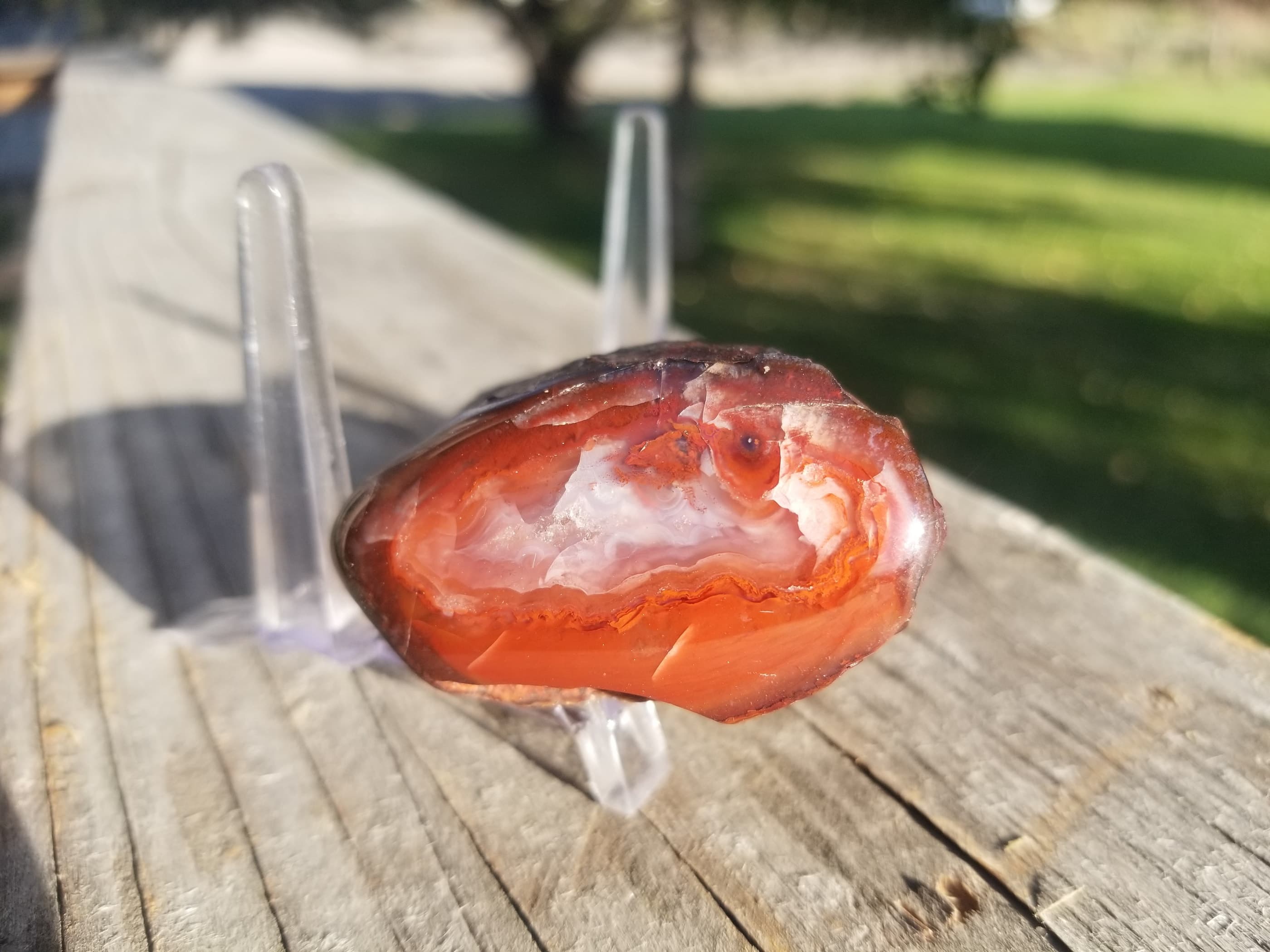 Polished Agatized Theropod Core Dinosaur Gem Bone Specimen 118g- Jurassic, CO