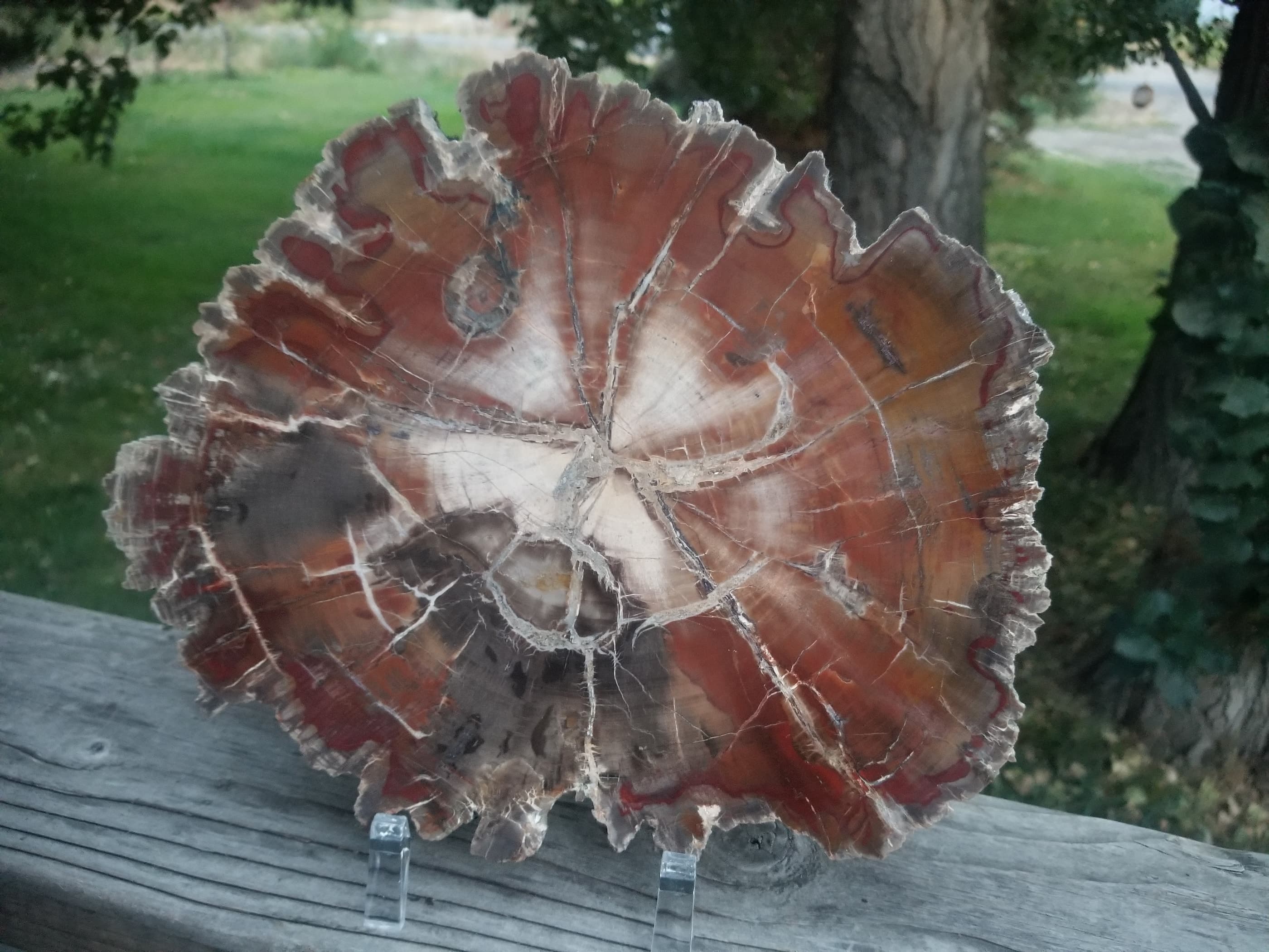 Beautiful Large Polished Boulder Mountain UT Petrified Wood Round 10.25x8.75" 3+Lb