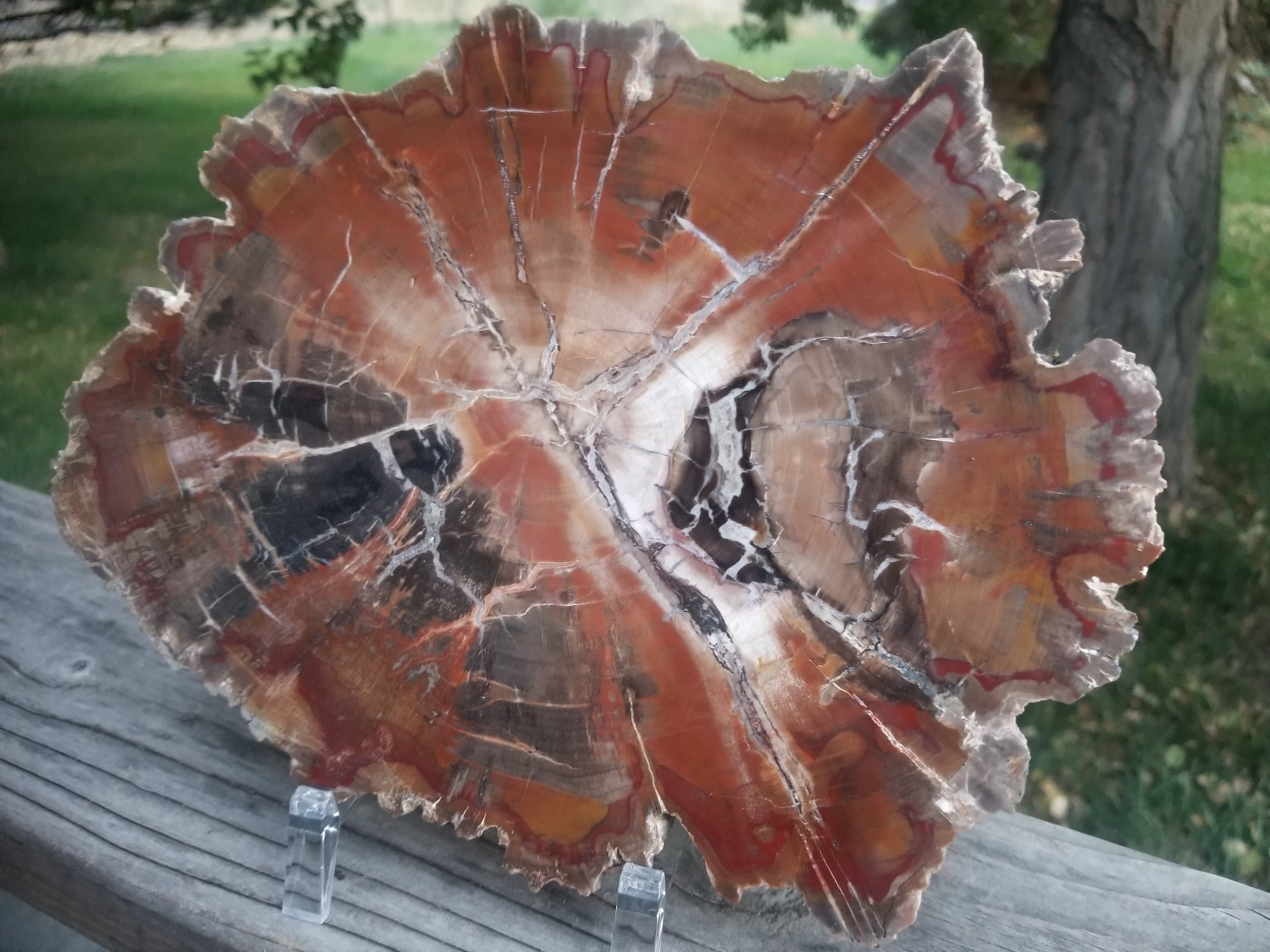 Beautiful Large Polished Boulder Mountain UT Petrified Wood Round 10.25x8.75" 3+Lb