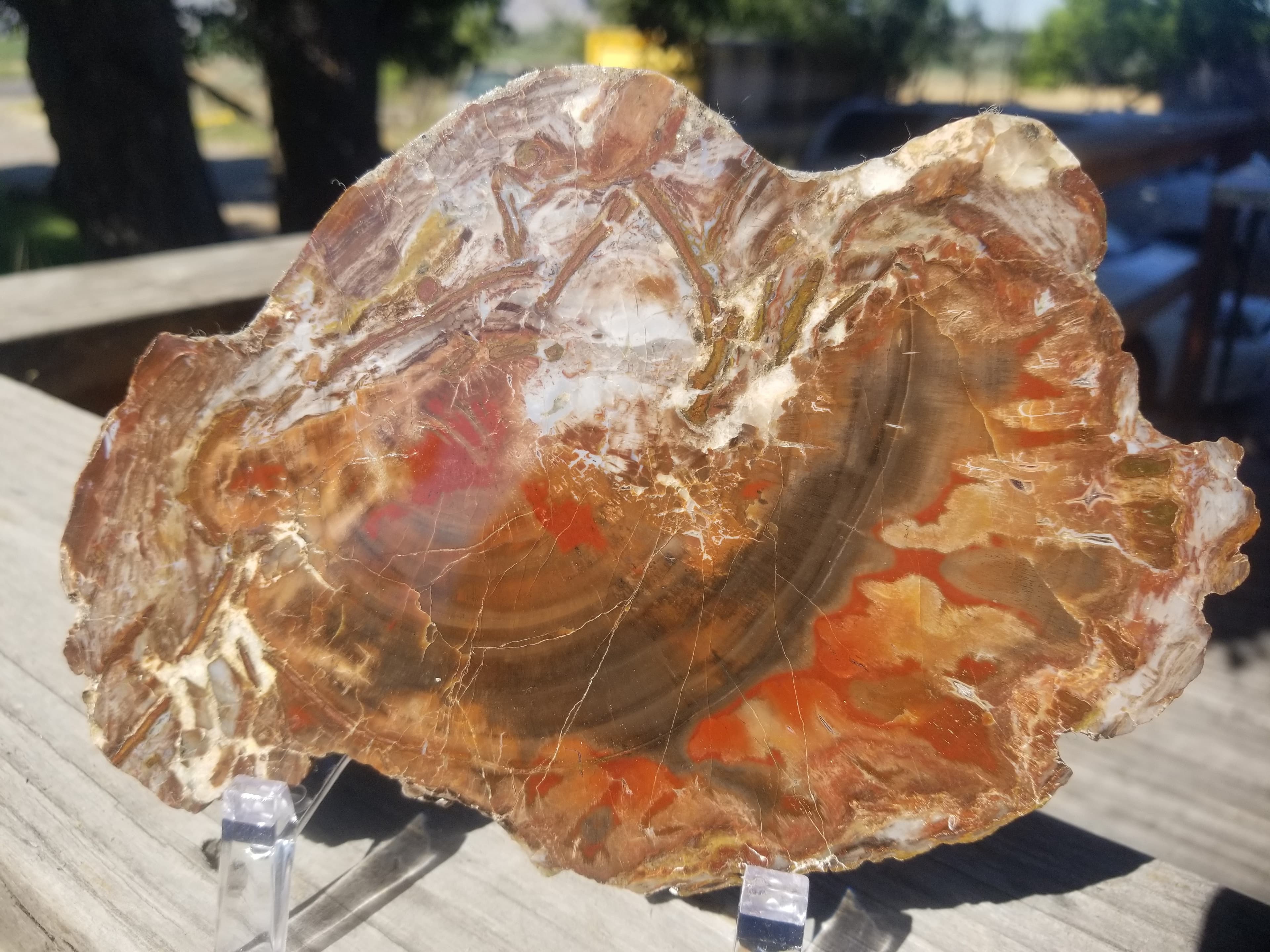 Beautiful Unique Polished Boulder Mountain Bogwood UT Petrified Wood Round 7.25x5" 1+Lb