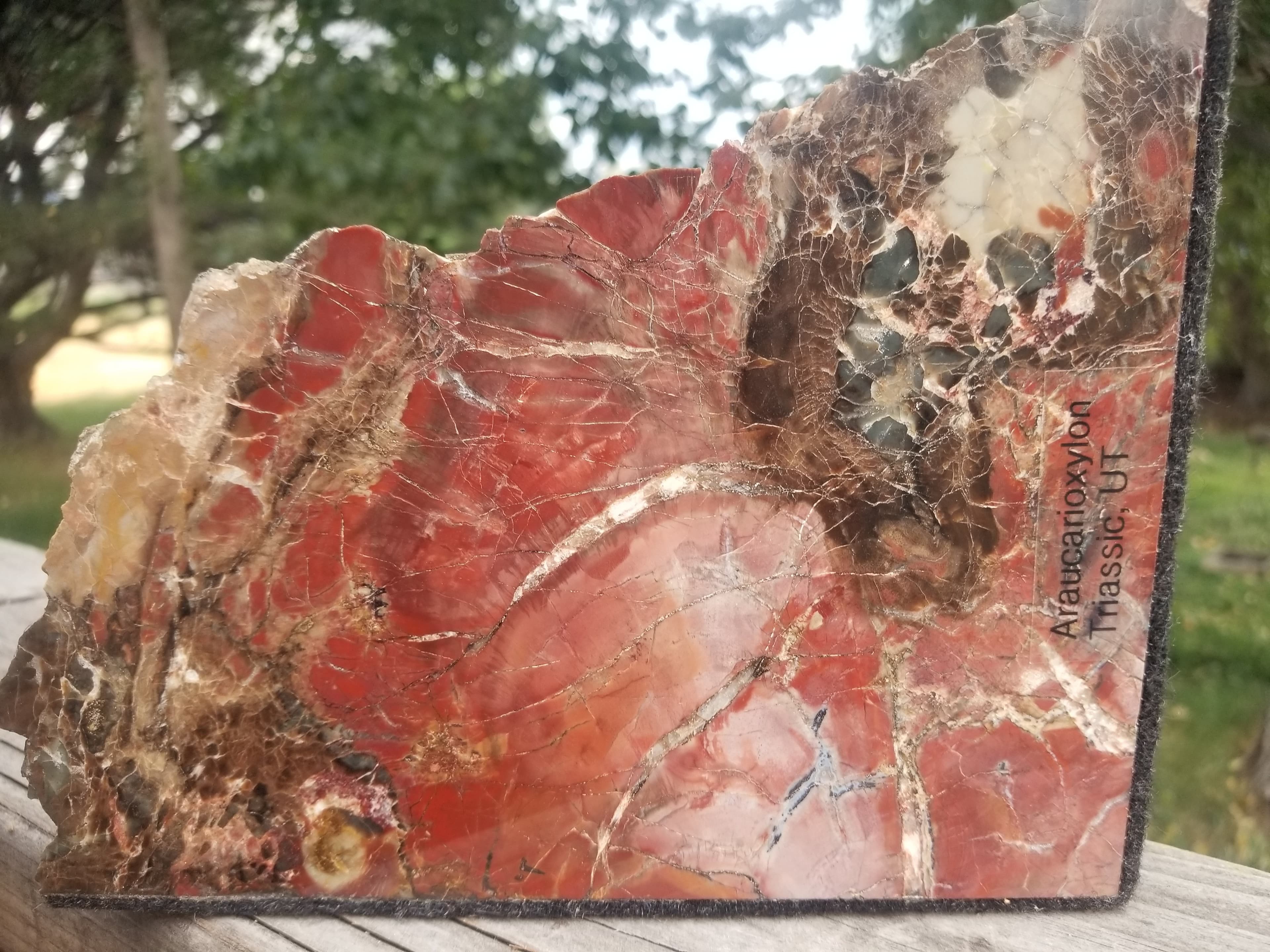 Beautiful Large Polished Boulder Mountain UT Petrified Wood Araucarioxylon Upright/Bookend 8x6" 5.5Lb