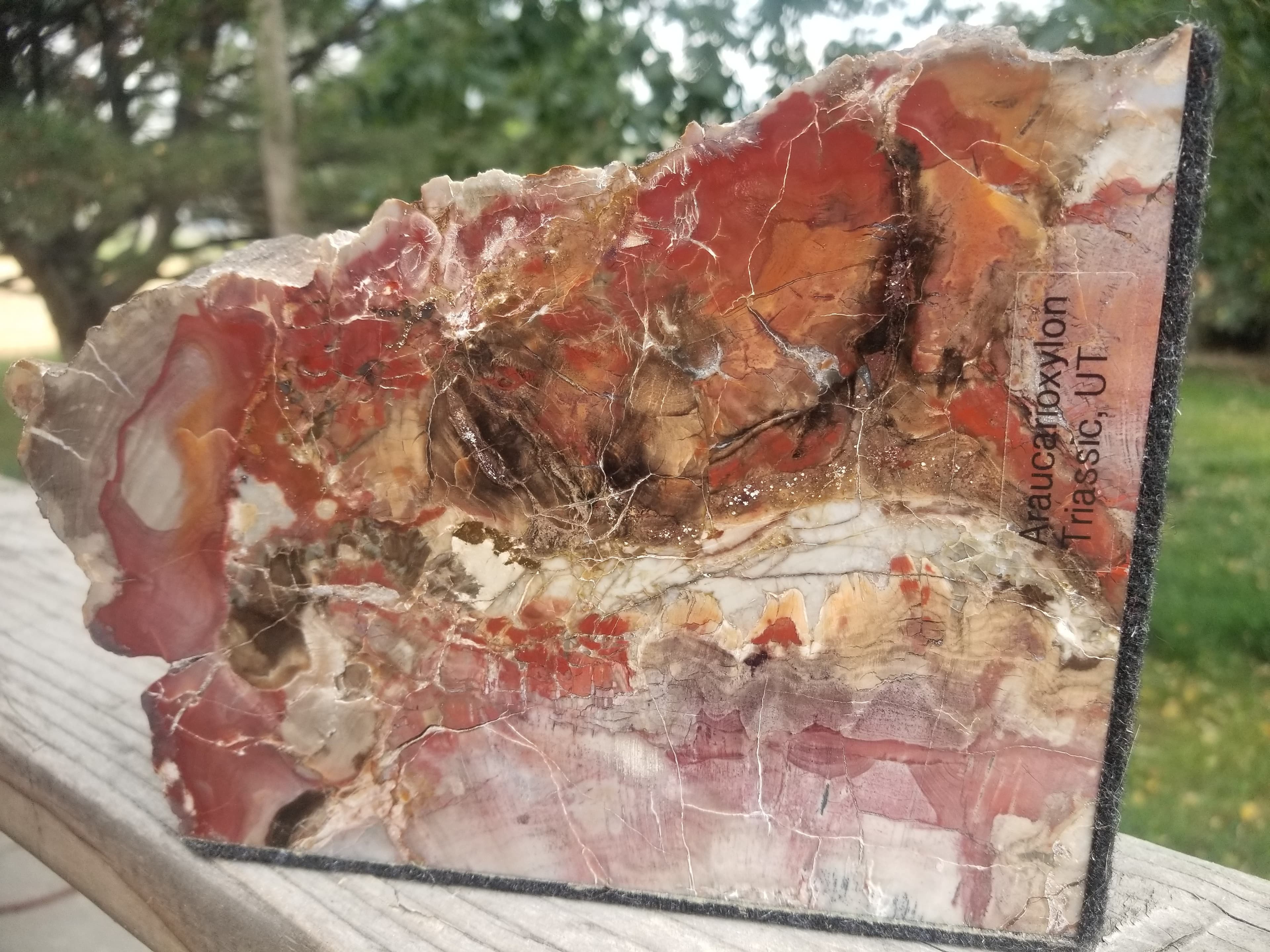 Beautiful Large Polished Boulder Mountain UT Petrified Wood Araucarioxylon Upright/Bookend 8x6" 5.7Lb