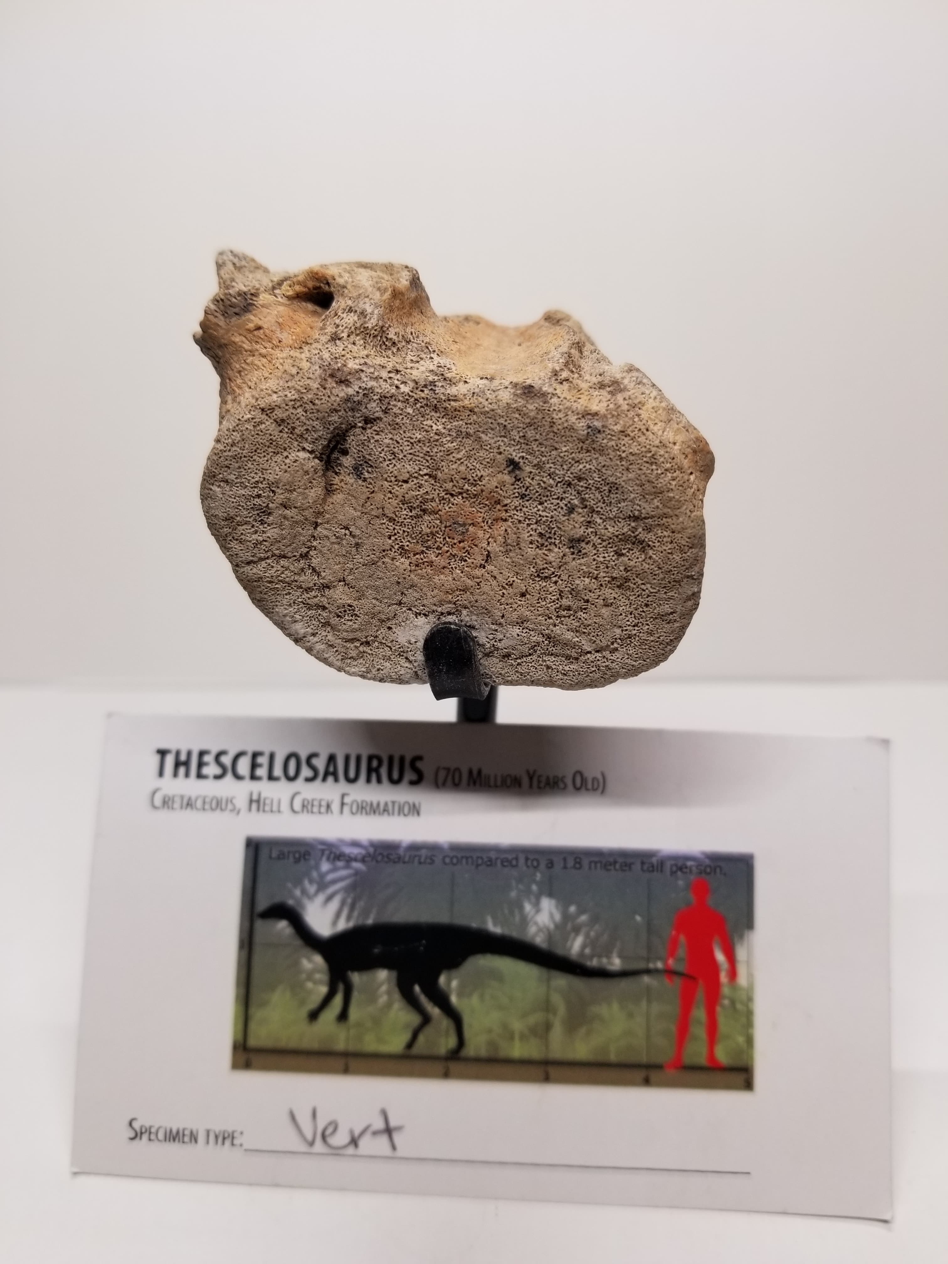 Beautiful Thescelosaurus "Wonderful Lizard" Vertebra Fossil Specimen Cretaceous Hell Creek MT