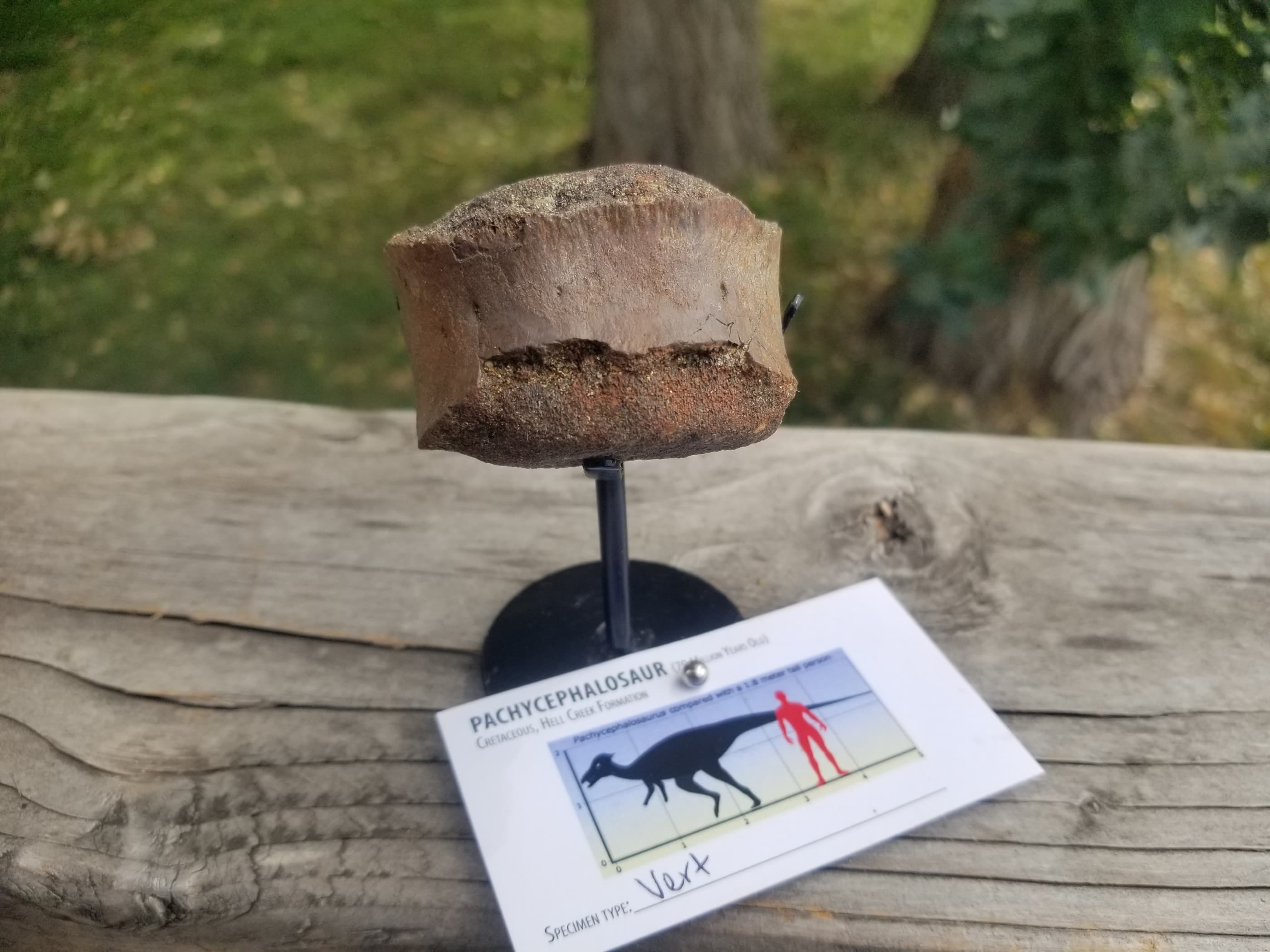 Beautiful Pachycephalosaurus "Hard Head" Vertebra Fossil Specimen Cretaceous Hell Creek MT