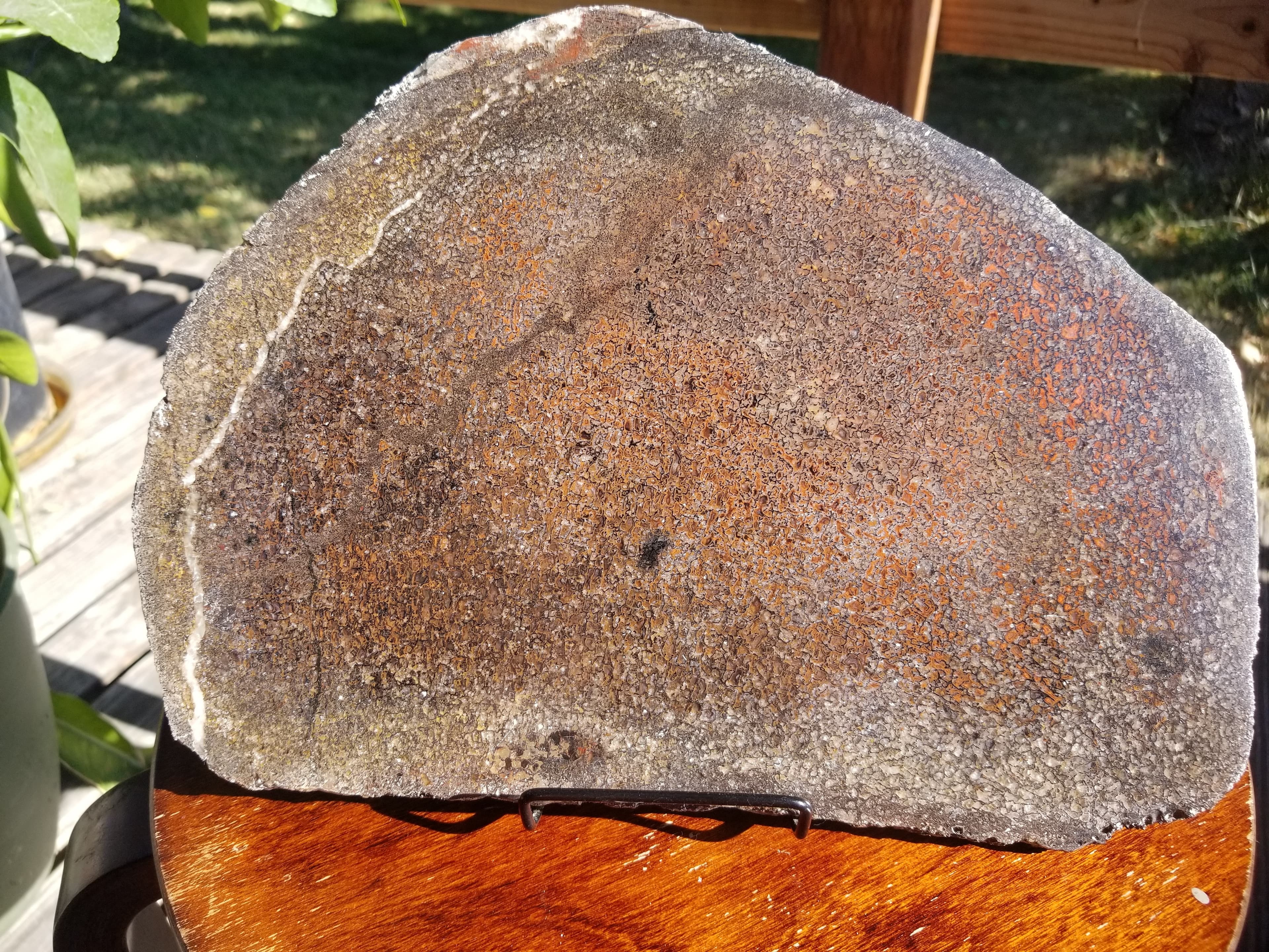 Beautiful Polished Agatized Dinosaur Gem Bone Slab 11.8.5" - 1021g Jurassic Morrison, CO