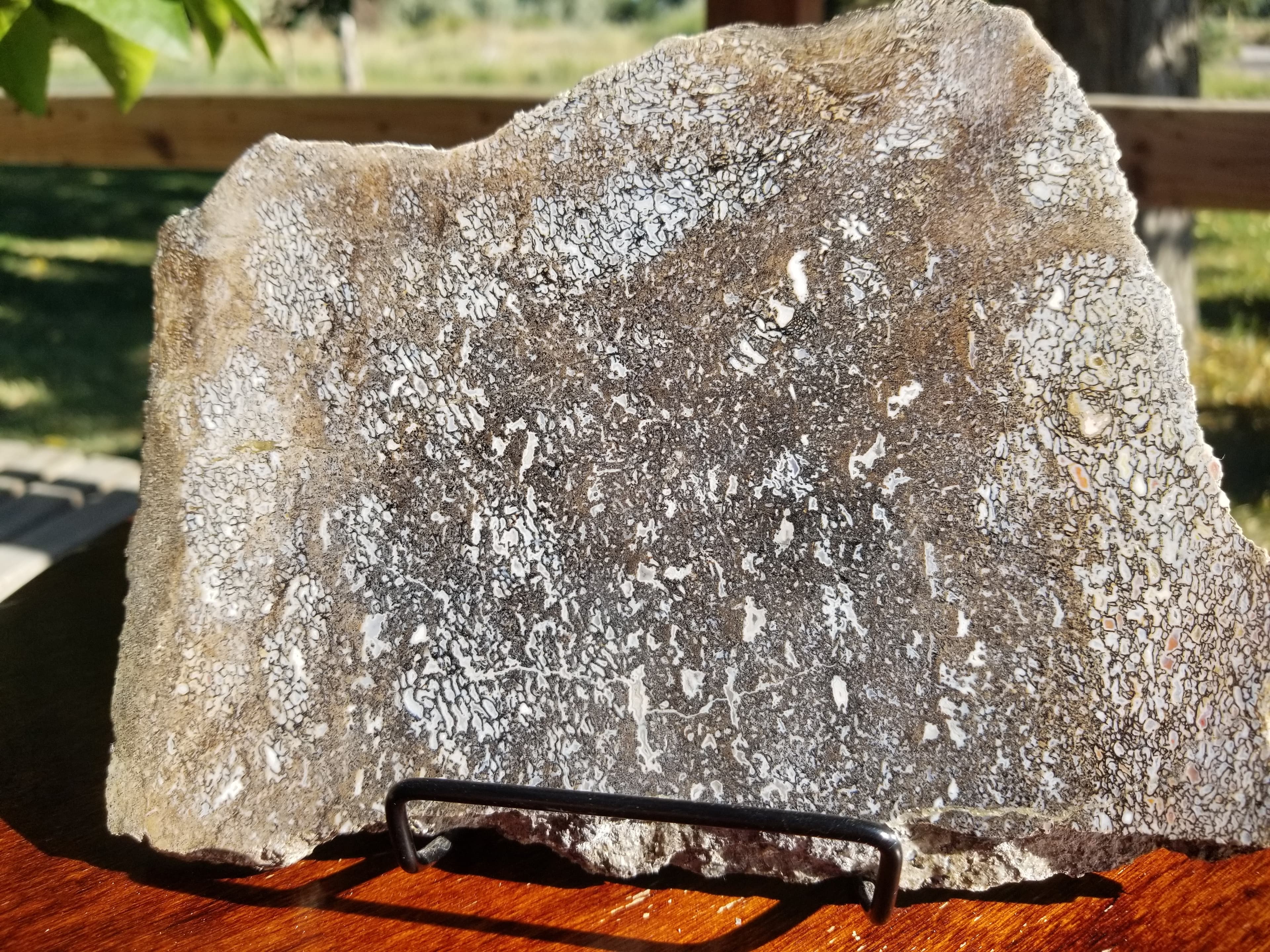 Beautiful Polished Agatized Dinosaur Gem Bone Slab 7.5x5.5" - 550g Jurassic Morrison, CO