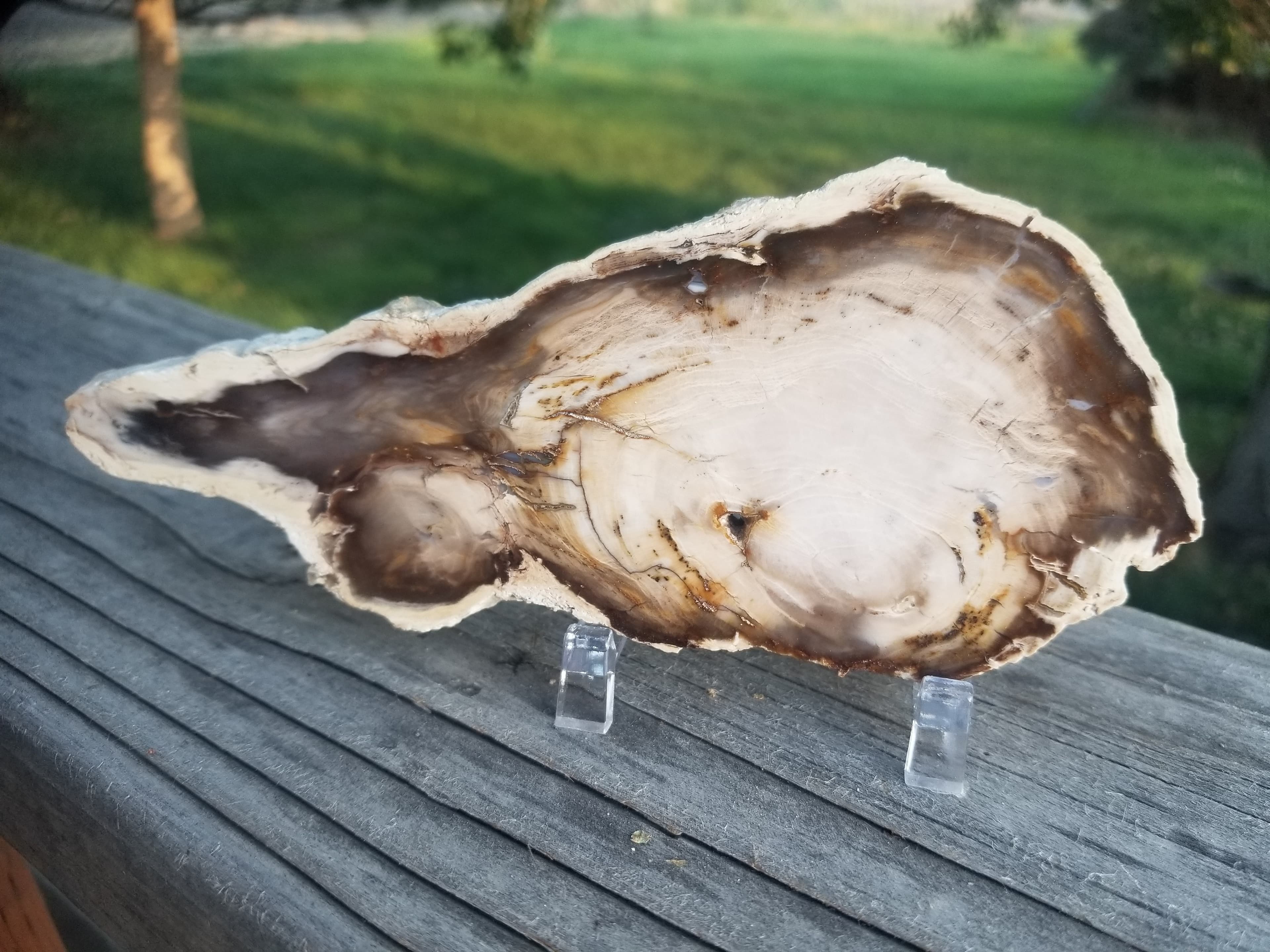 Beautiful Polished Bald Cypress Petrified Wood 6x2.5" Round Slab Washington Felt Backer Look