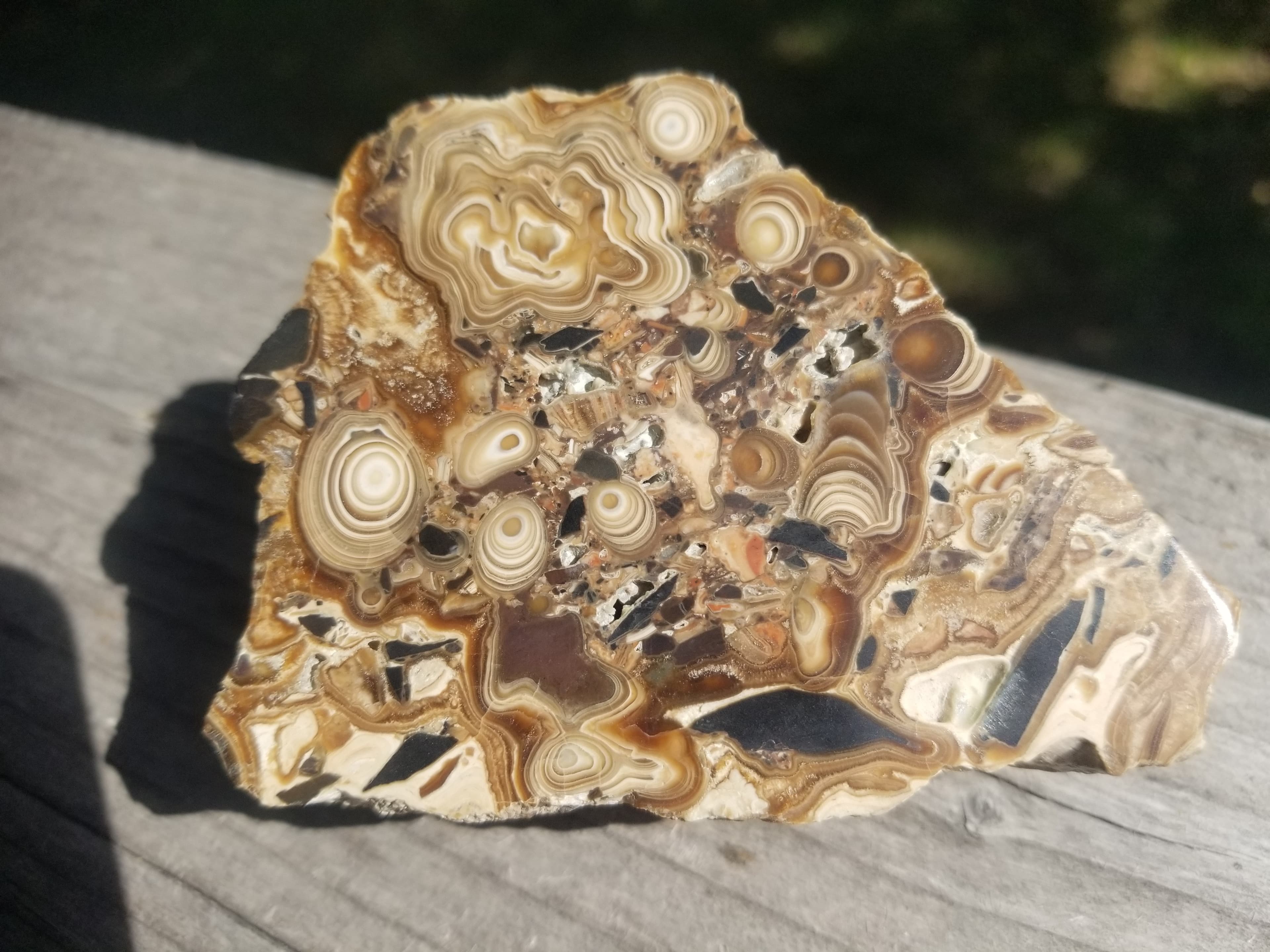 Rare Beautiful Polished Brecciated Stromatolite Multicolor Deep Pattterns UT