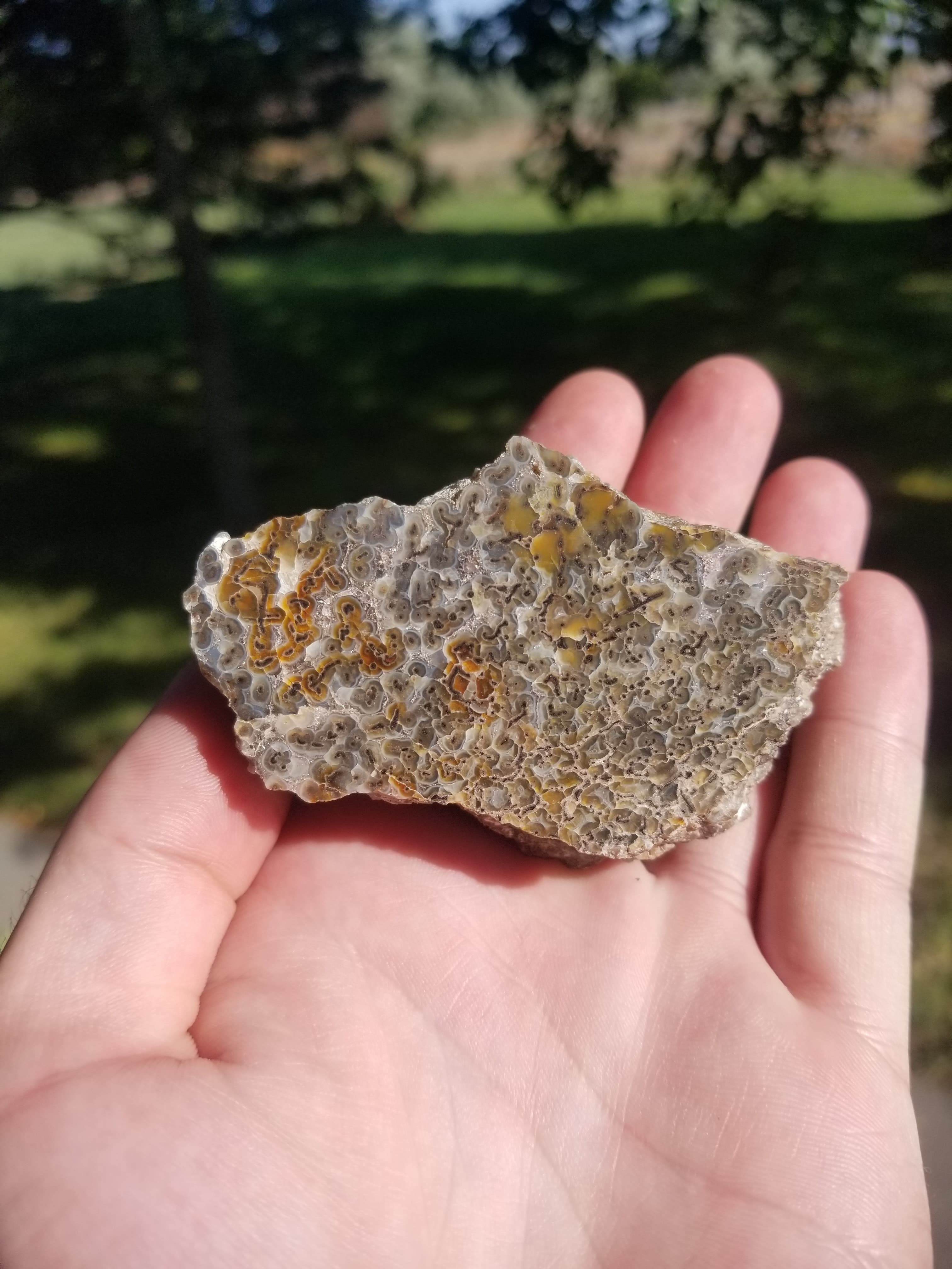 Beautiful Polished Gem Bone Specimen Old Stock Morrison Large Cell 147g