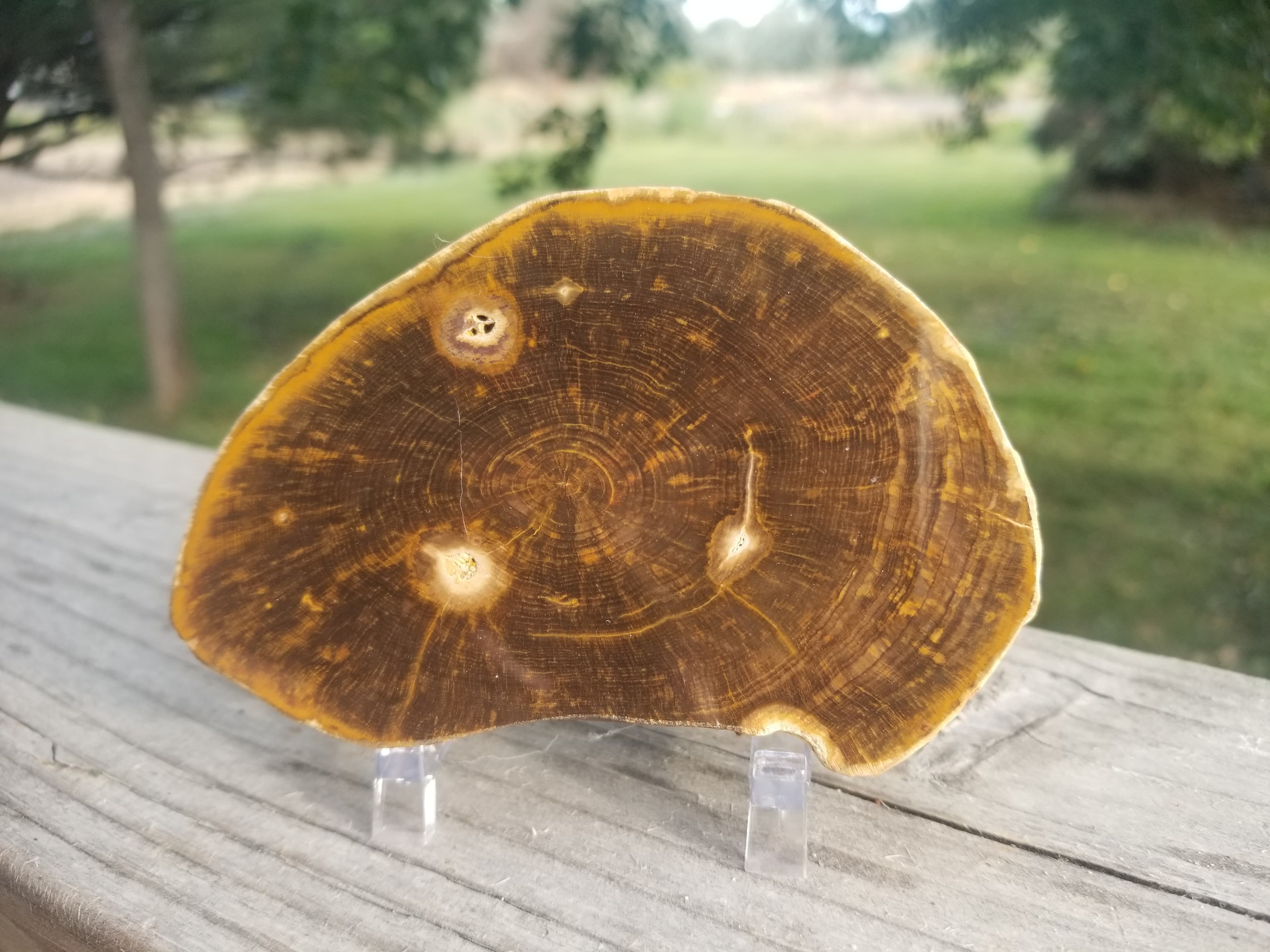 Beautiful Polished Petrified Wood Round Thick Slab Specimen - Unknown Origin Old Collection 4x3"