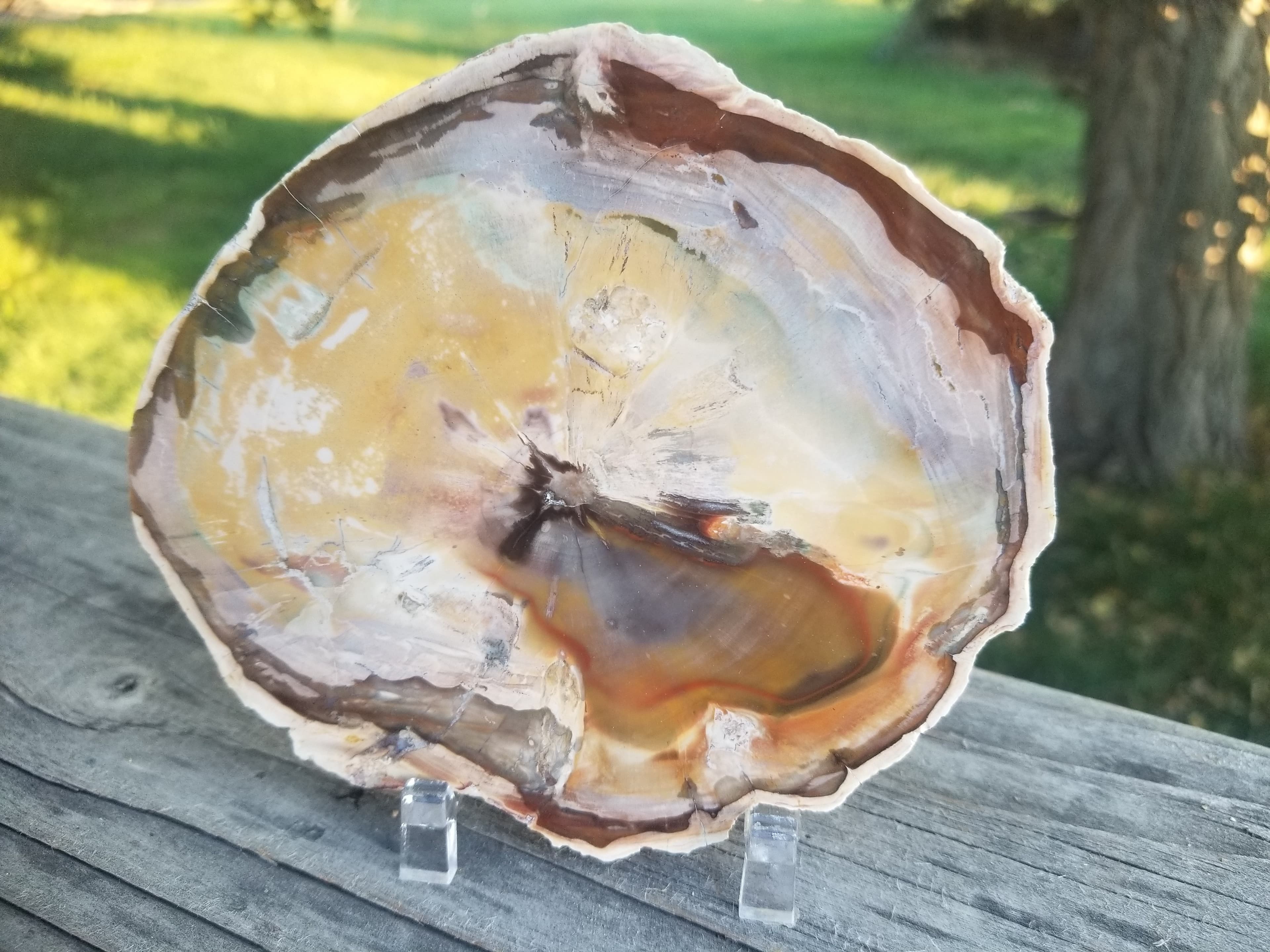 Beautiful Polished Petrified Picture Wood Round Slab Specimen - Unknown Origin Old Collection 5x4.5"