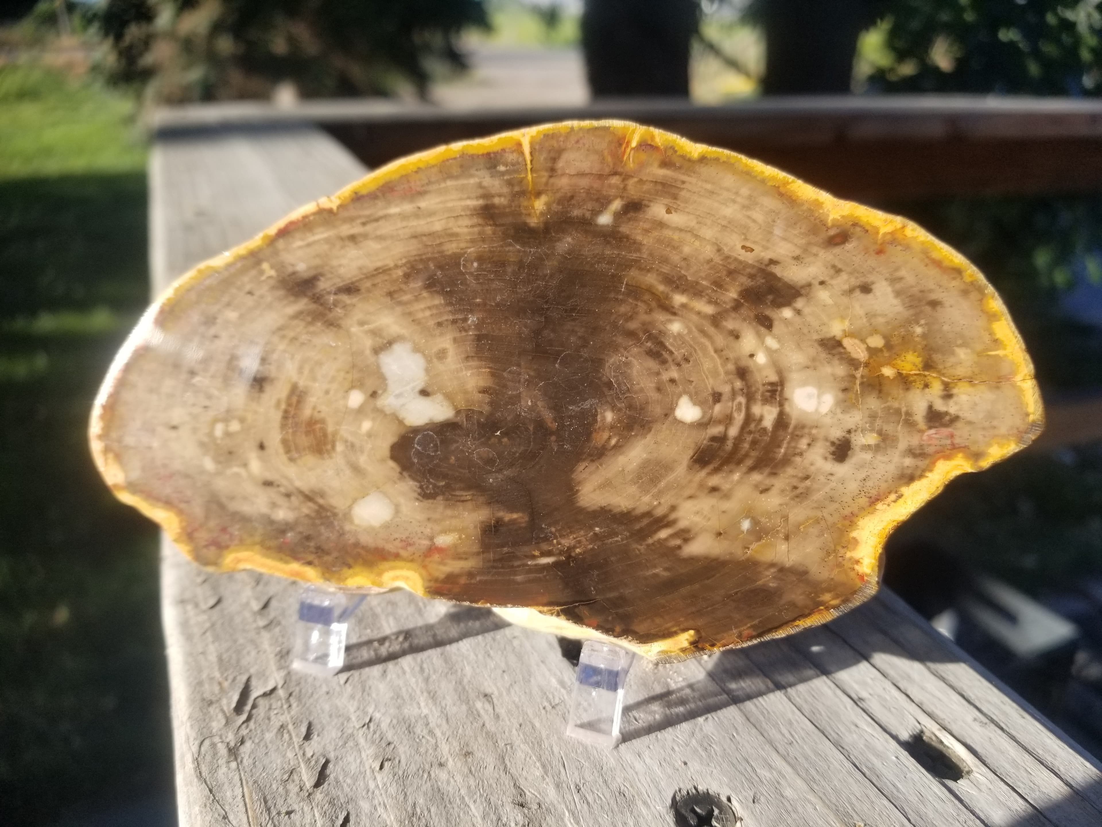 Beautiful Polished Petrified Wood Round Thick Slab Specimen - Unknown Origin Old Collection 6x3"