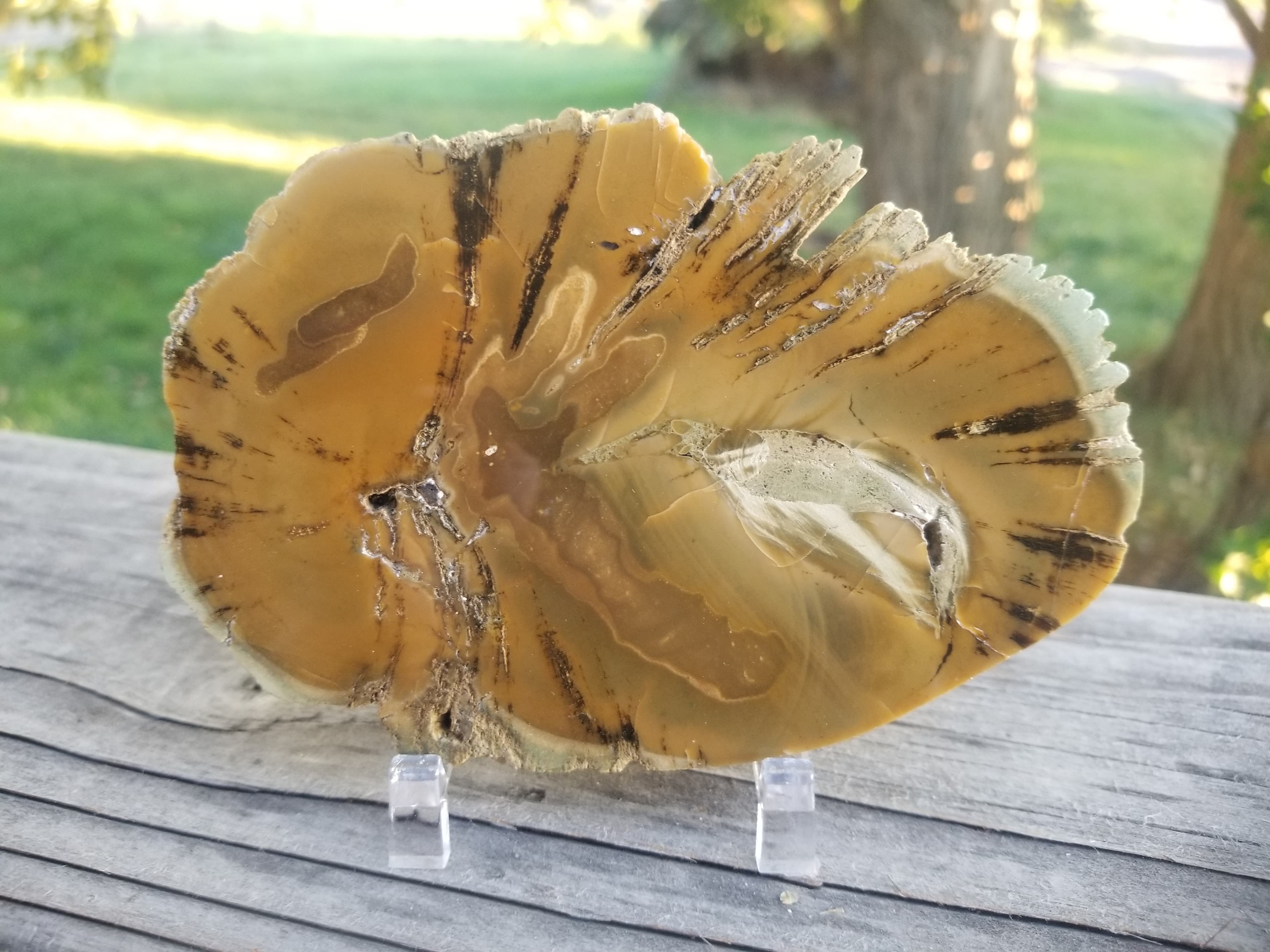 Beautiful Polished Petrified Wood Round Thick Slab Specimen - Unknown Origin Old Collection 5x3.5"