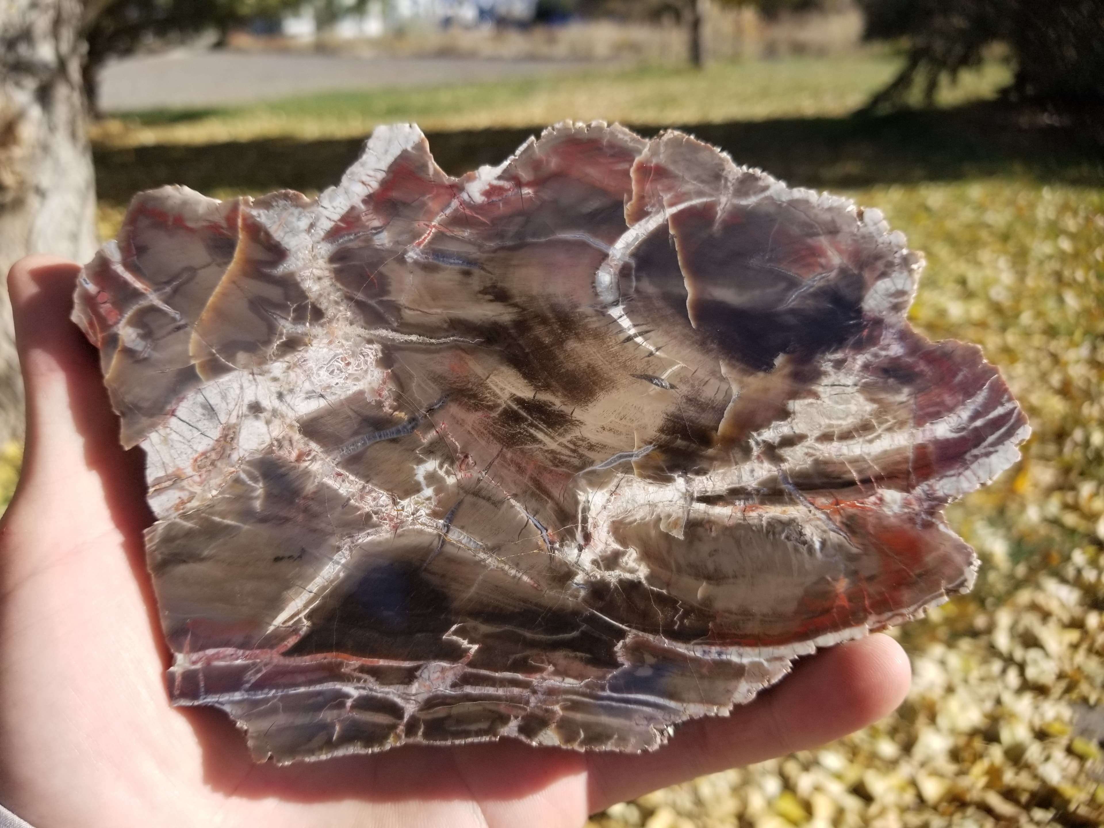 Beautiful Unique Polished Boulder Mountain UT Petrified Wood Round 6x4"