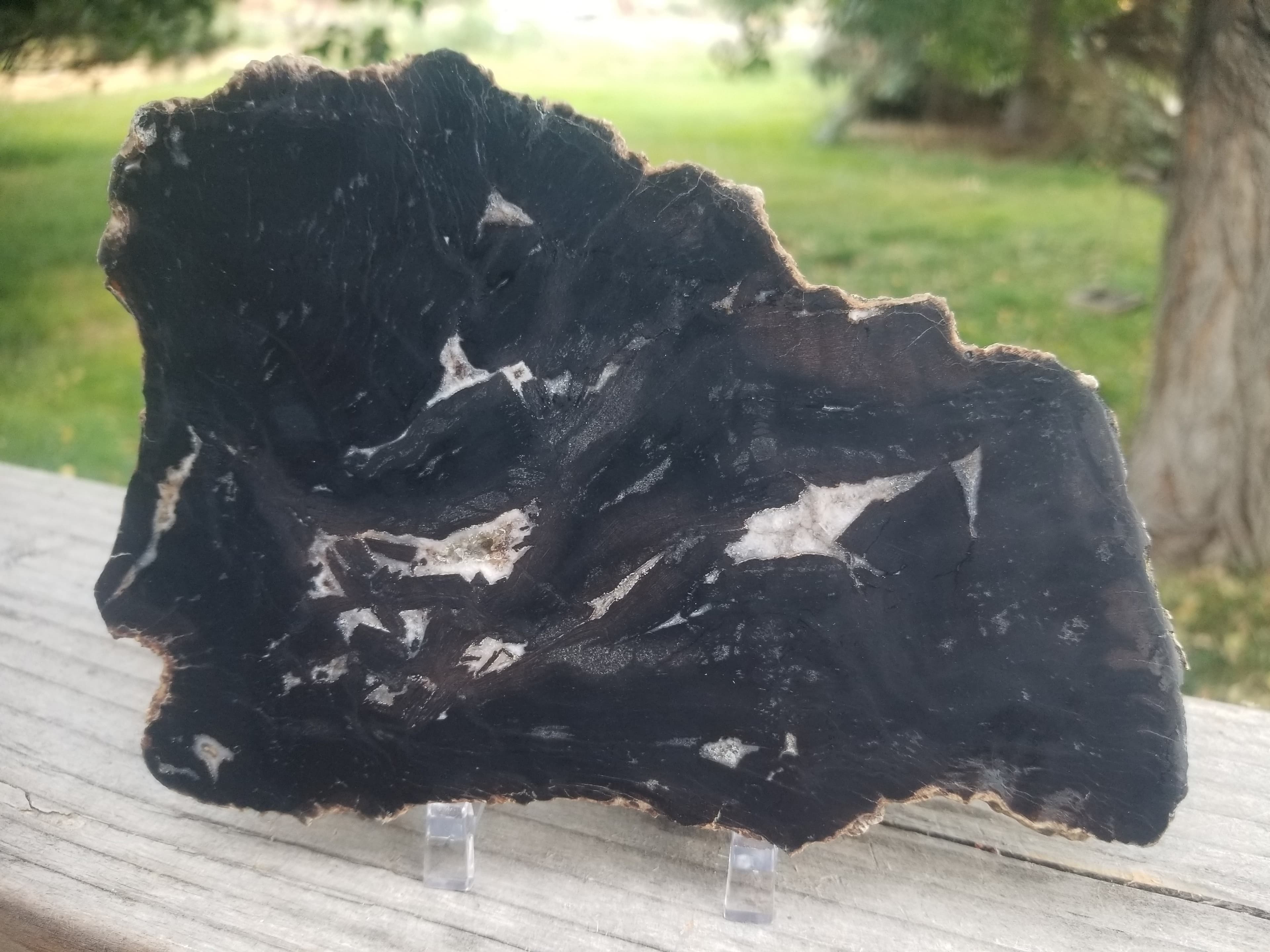 Beautiful Unique Polished Southern Utah Petrified Wood Slab Specimen Old Collection