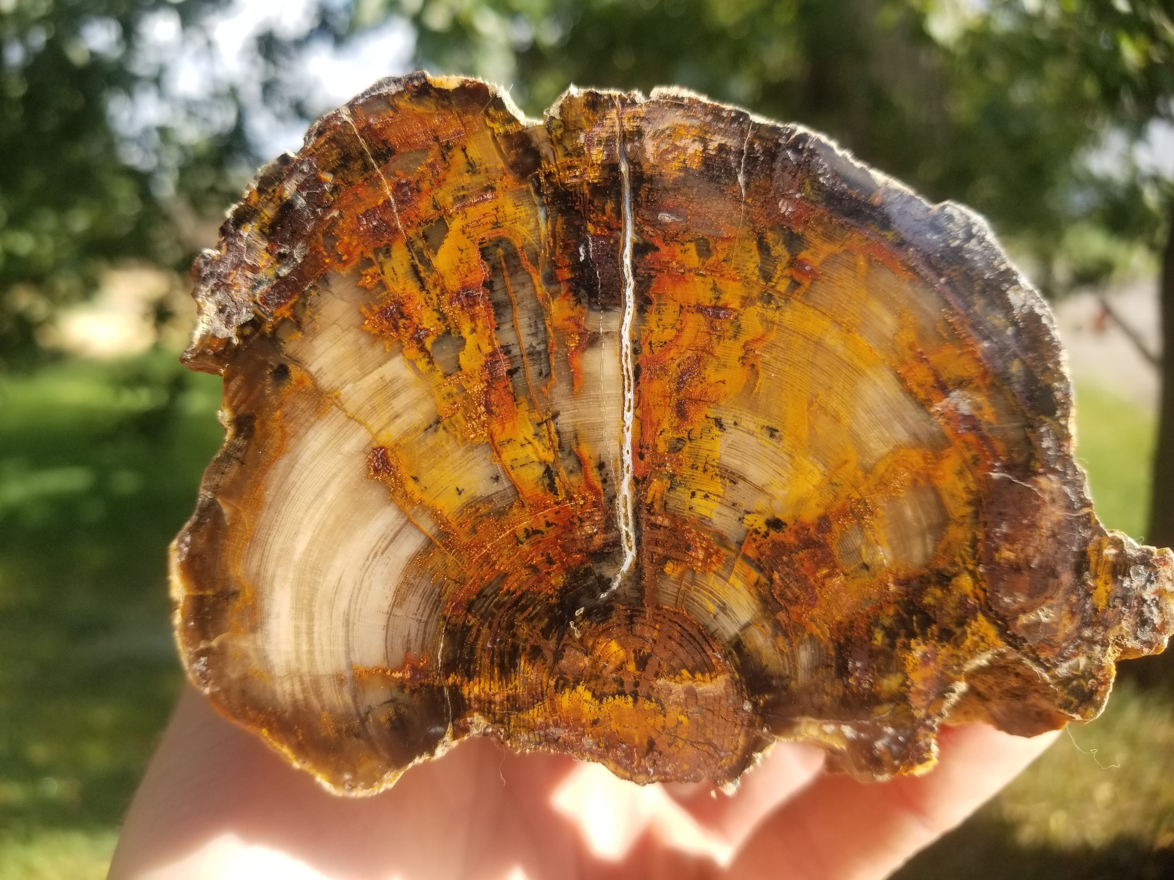Beautiful Unique Polished Southern Utah Petrified Wood Specimen w/Knot Natural Live Edge 5+Lb