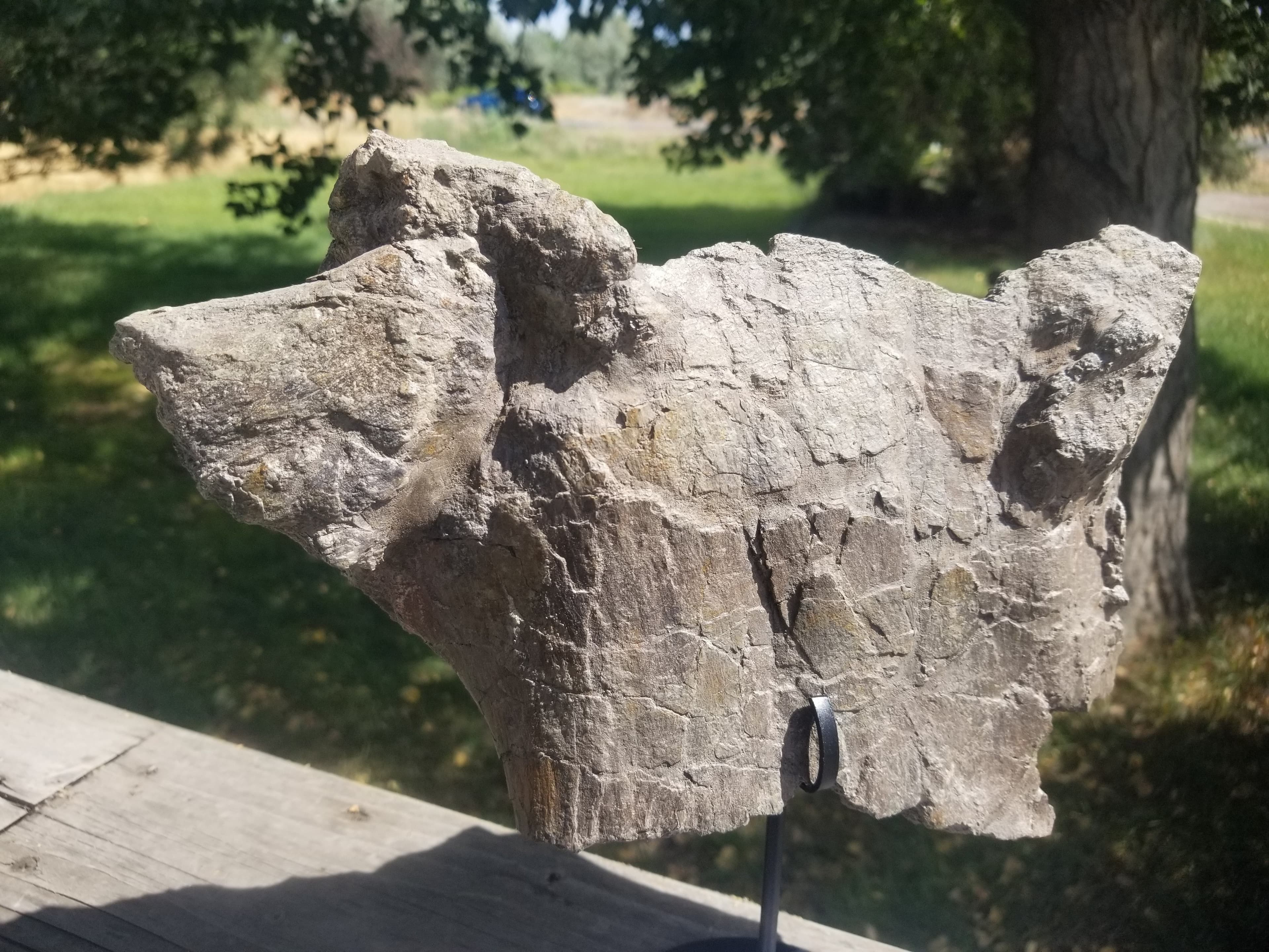 Camarasaurus Cervical Vert Section Fossil Dinosaur Specimen Jurassic Morrison Form Display